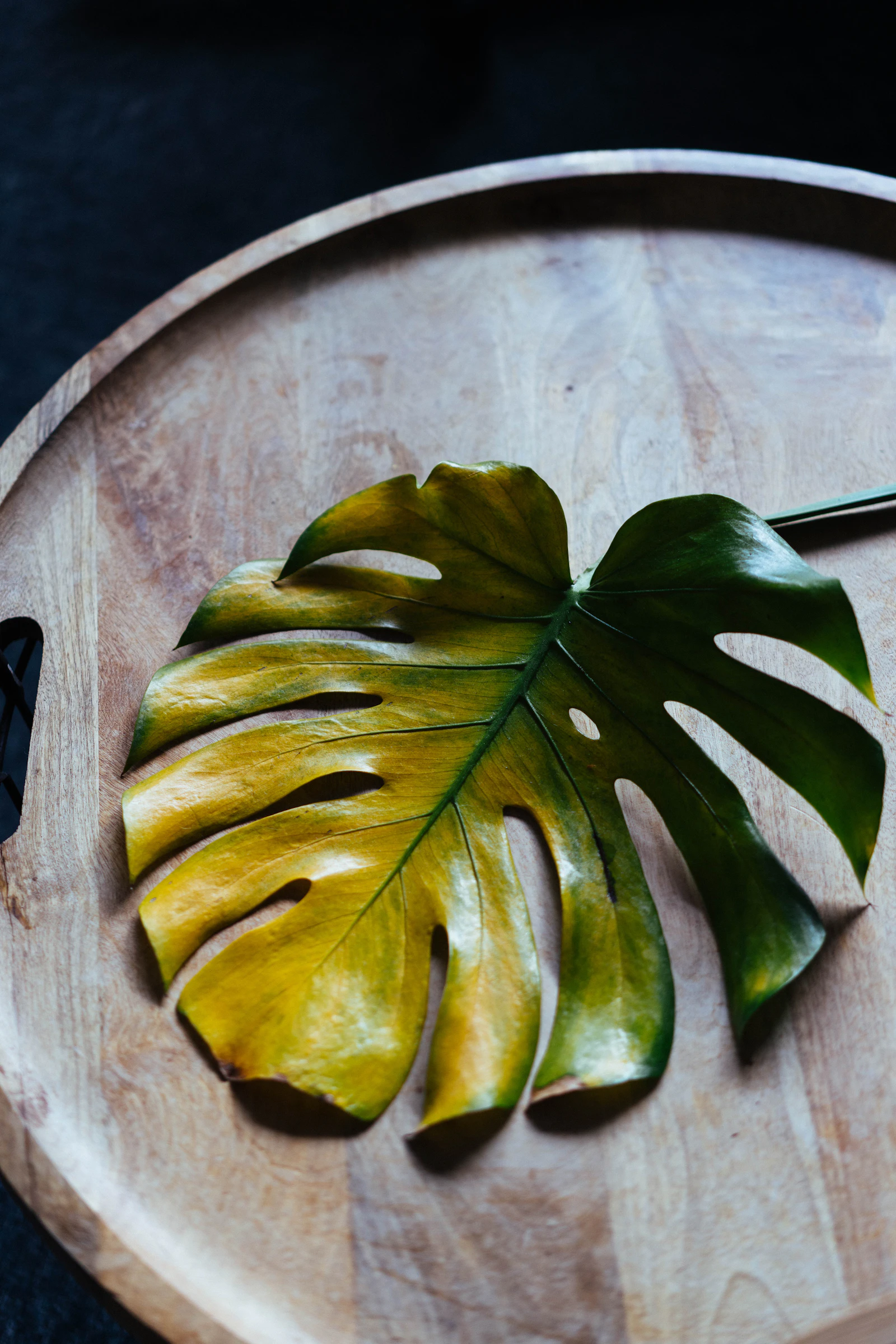 A monstera leaf resting on a wooden tray, showing a stem node