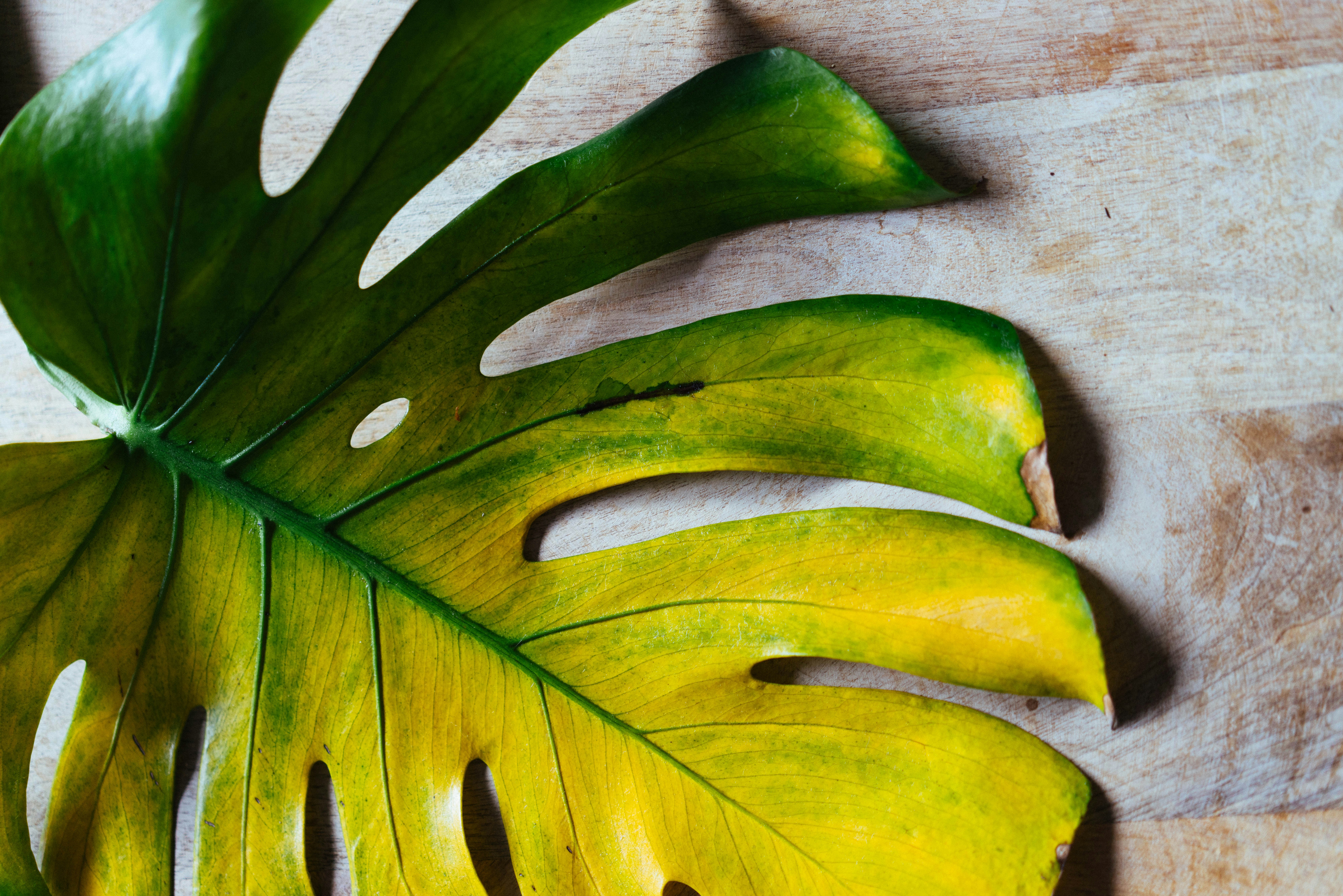 A monstera leaf shows off its yellow and green colors. photo  Free Green  Image on Unsplash