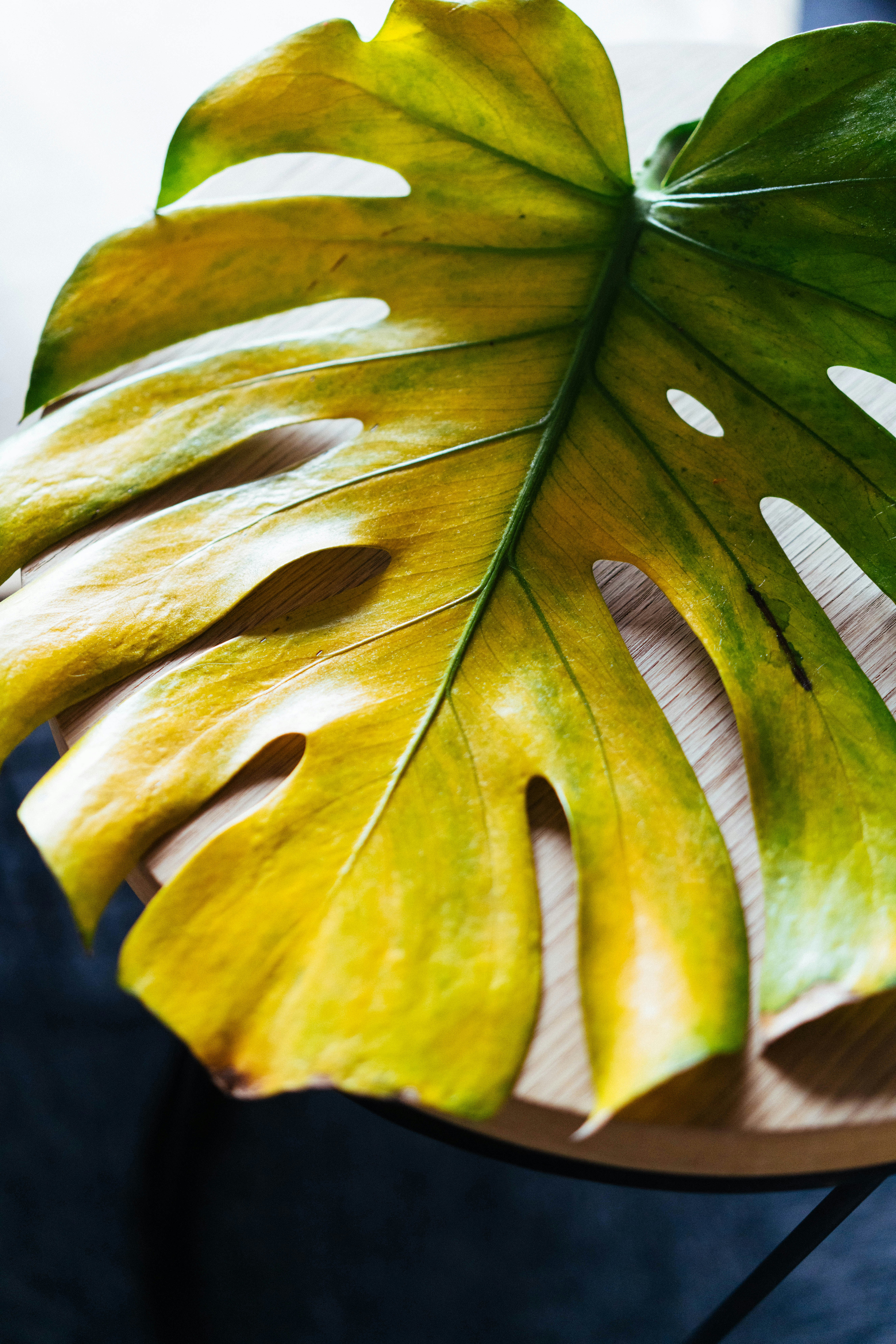 peace lily pictures Peace Lily Plant | Plant Gifts