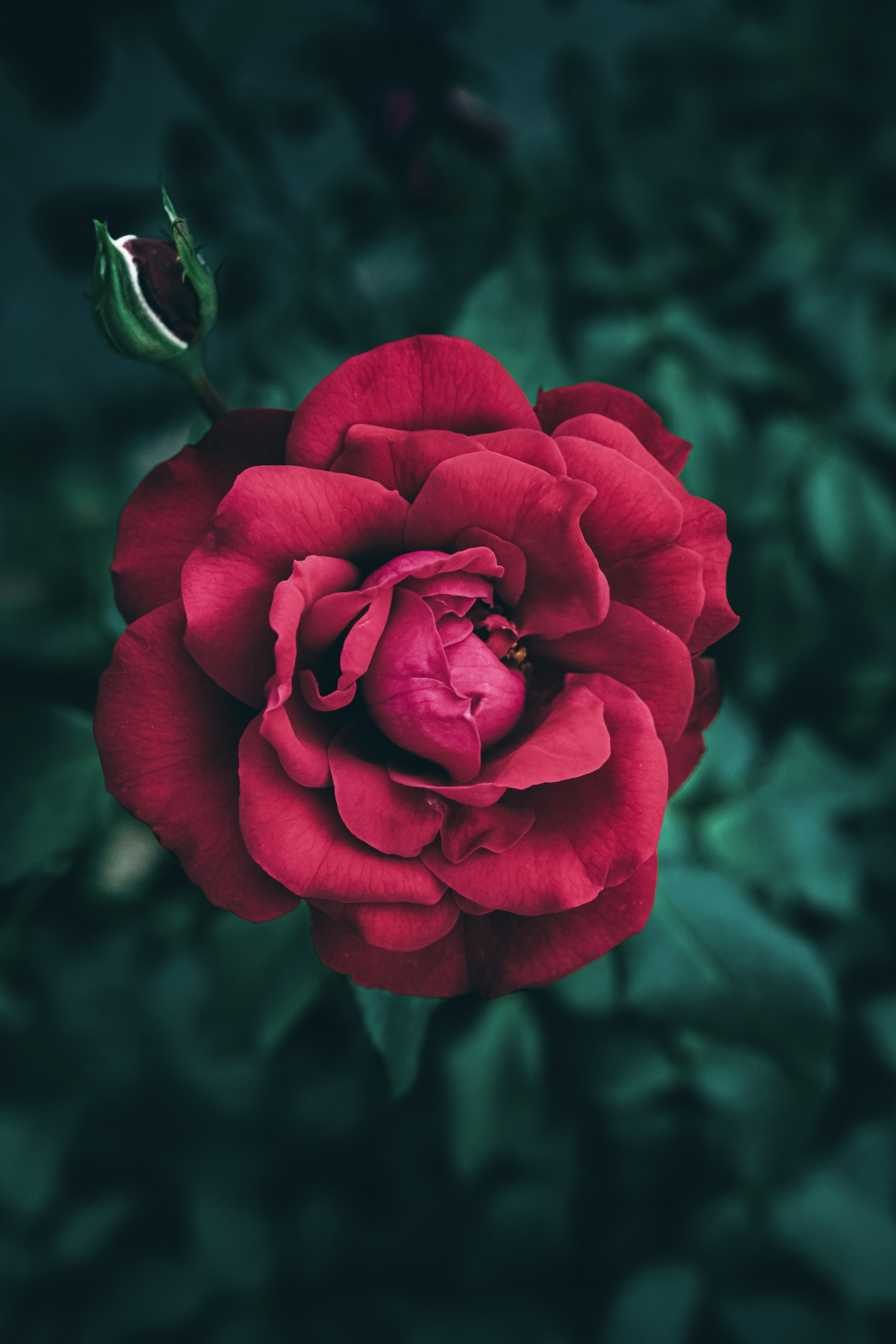A vibrant red rose blooms beautifully.