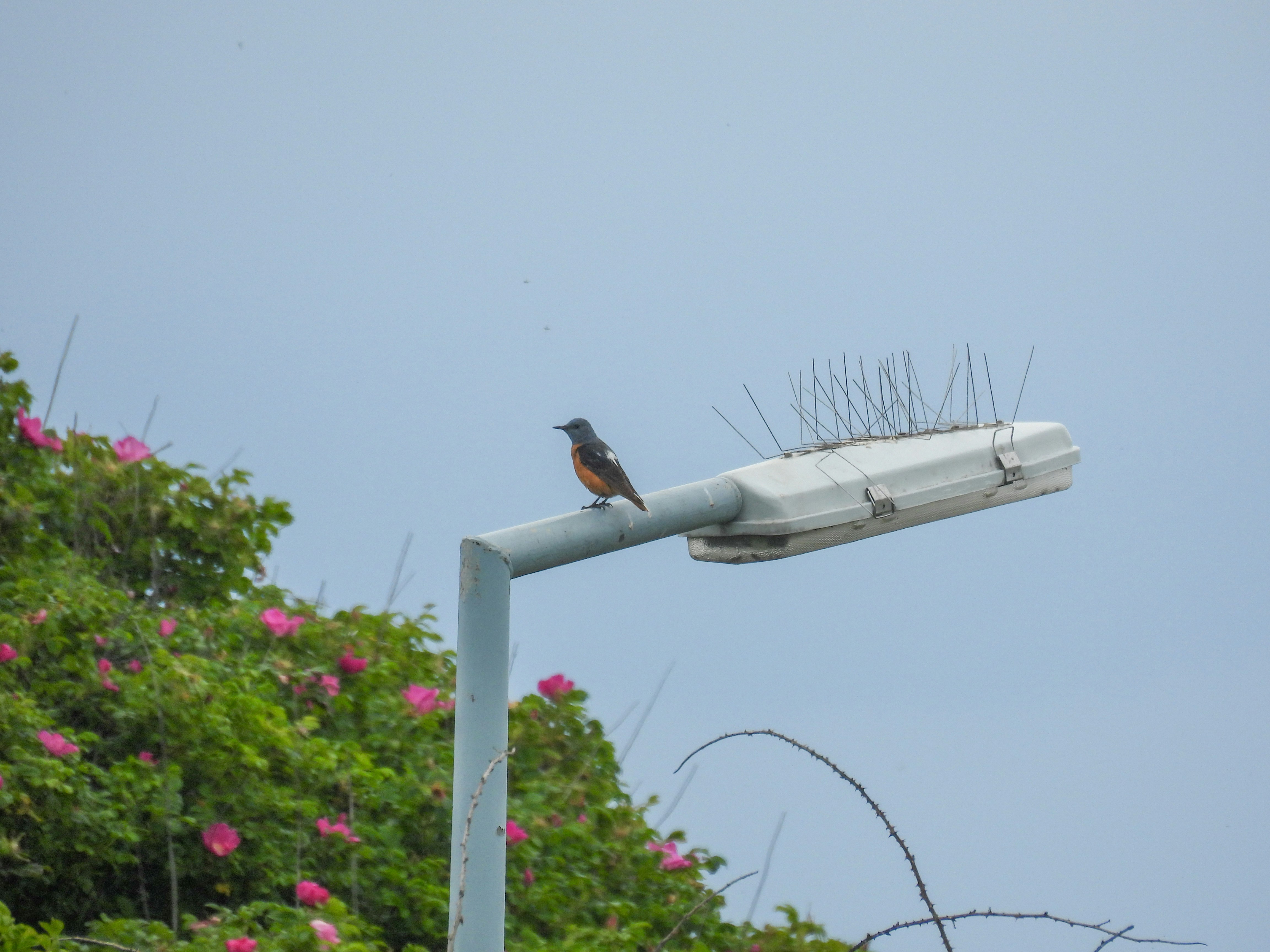 Bird watching with binoculars on a sunny day