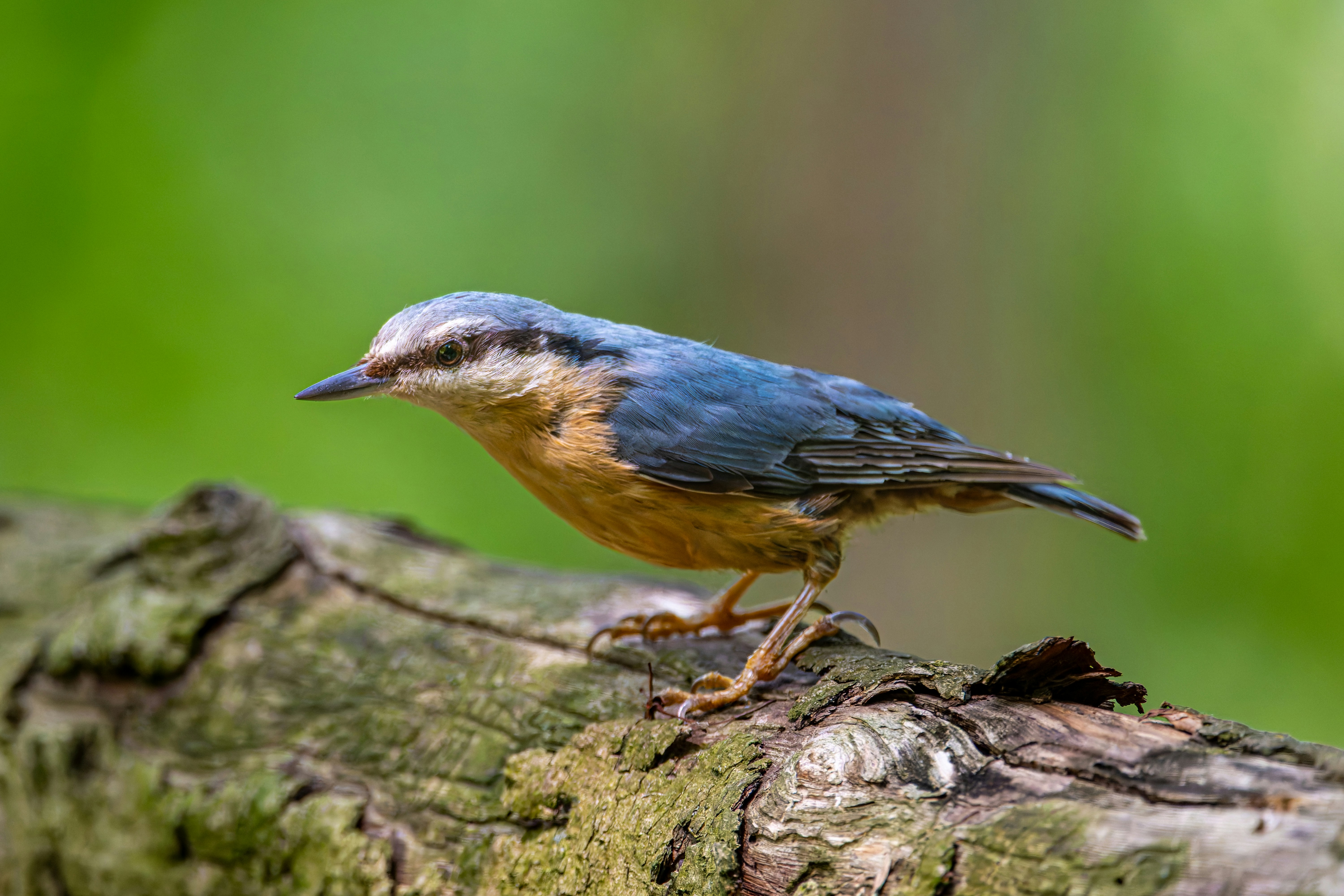 Photo by siegfriedpoepperl