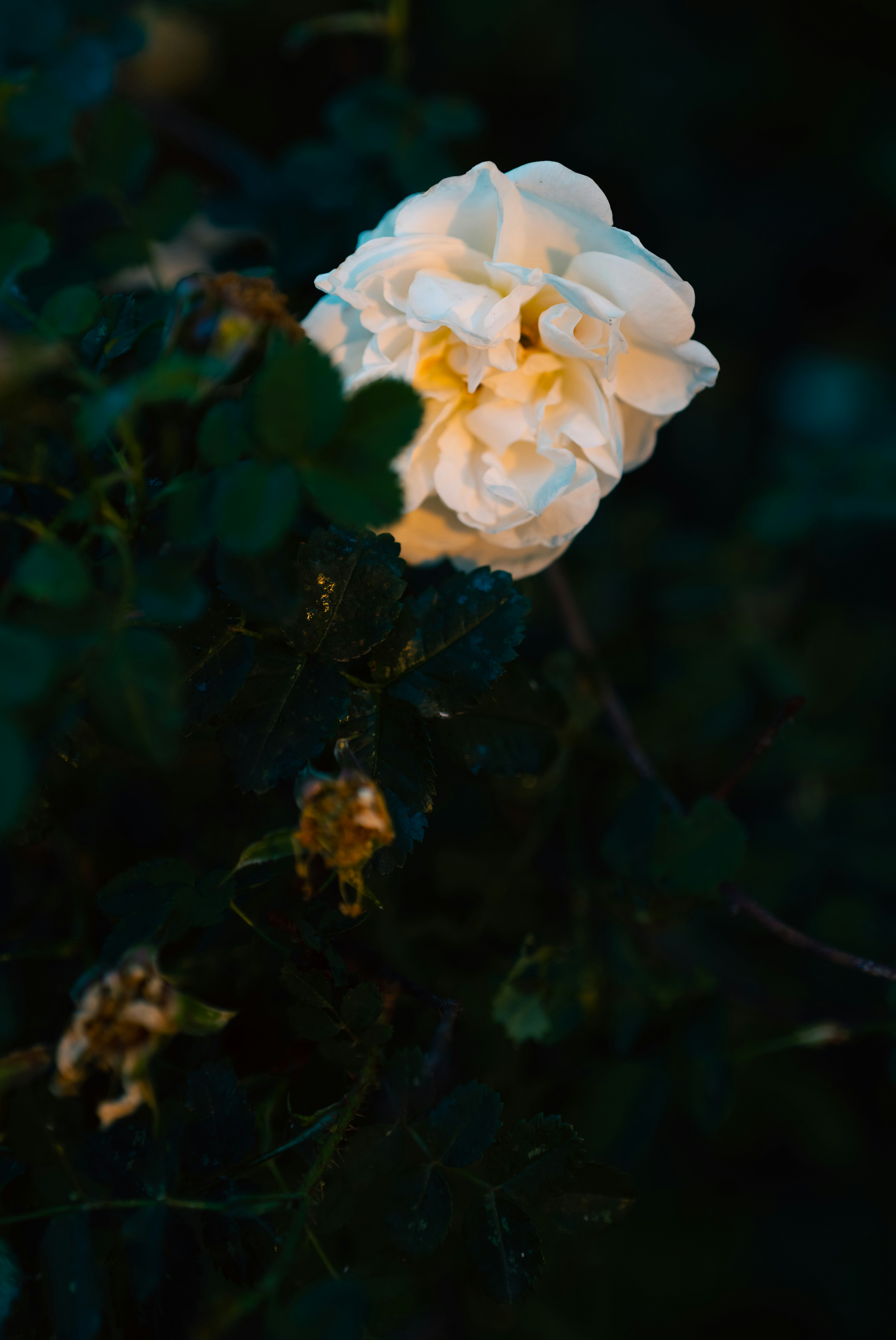 Photo by hellaren