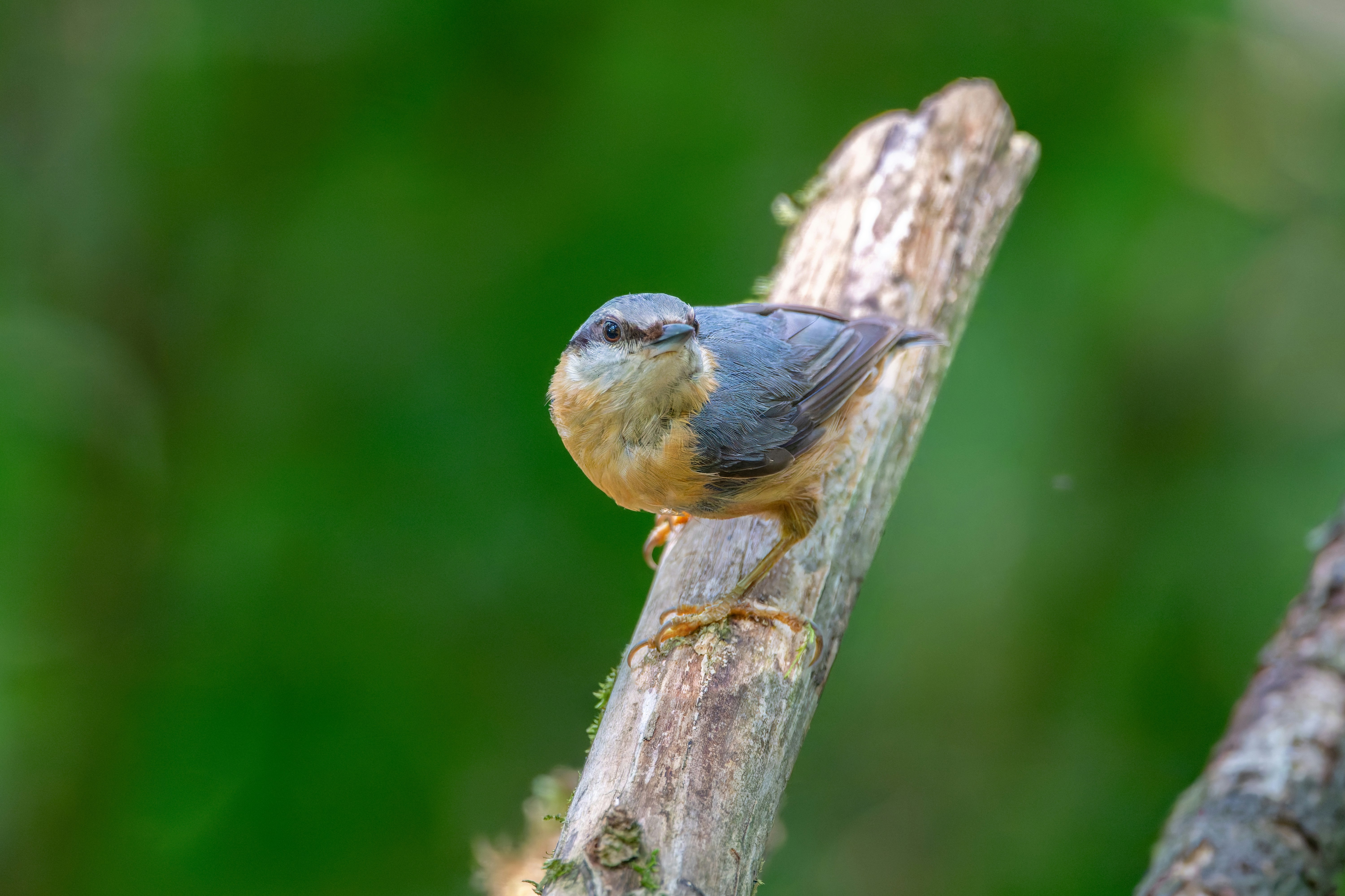 Photo by siegfriedpoepperl