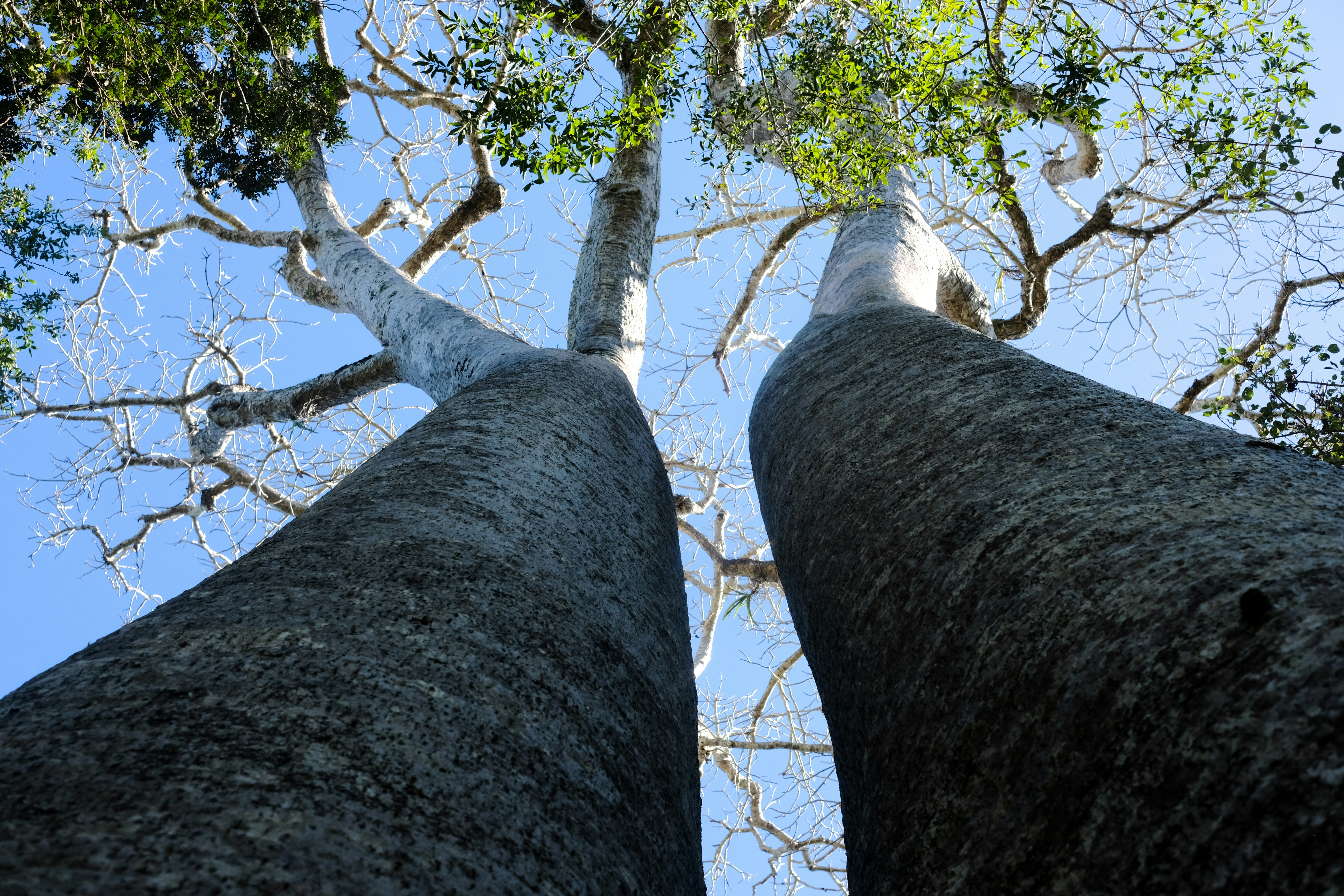 Looking up at tall trees against the sky.