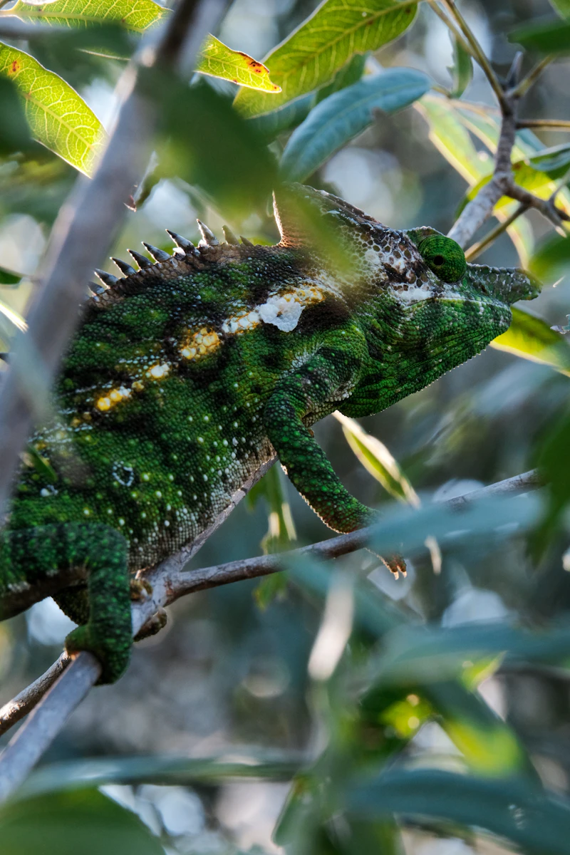 Jackson's Chameleon (Trioceros jacksonii) in natural habitat
