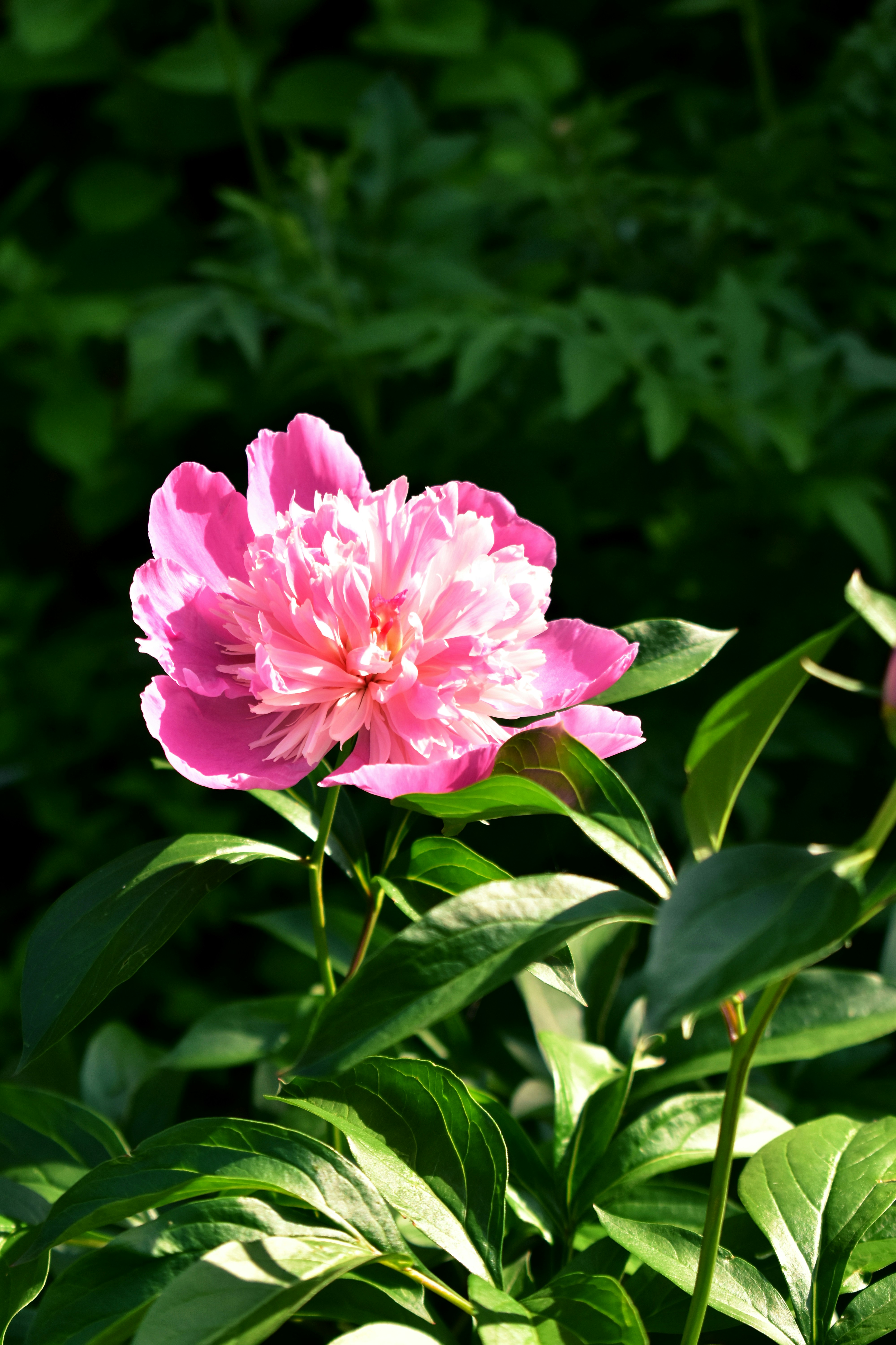A pink peony flower blooms in sunlight.