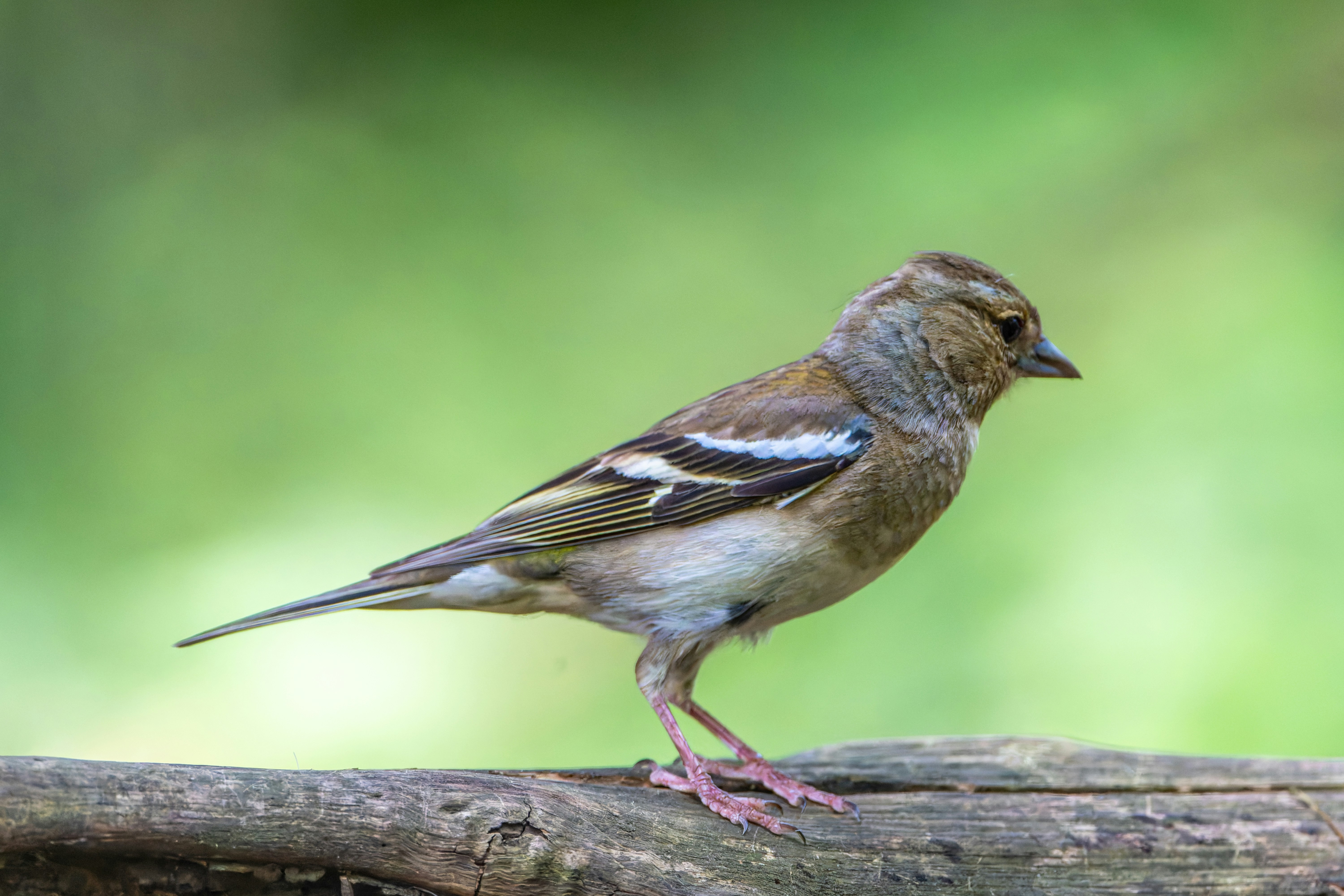 Photo by siegfriedpoepperl