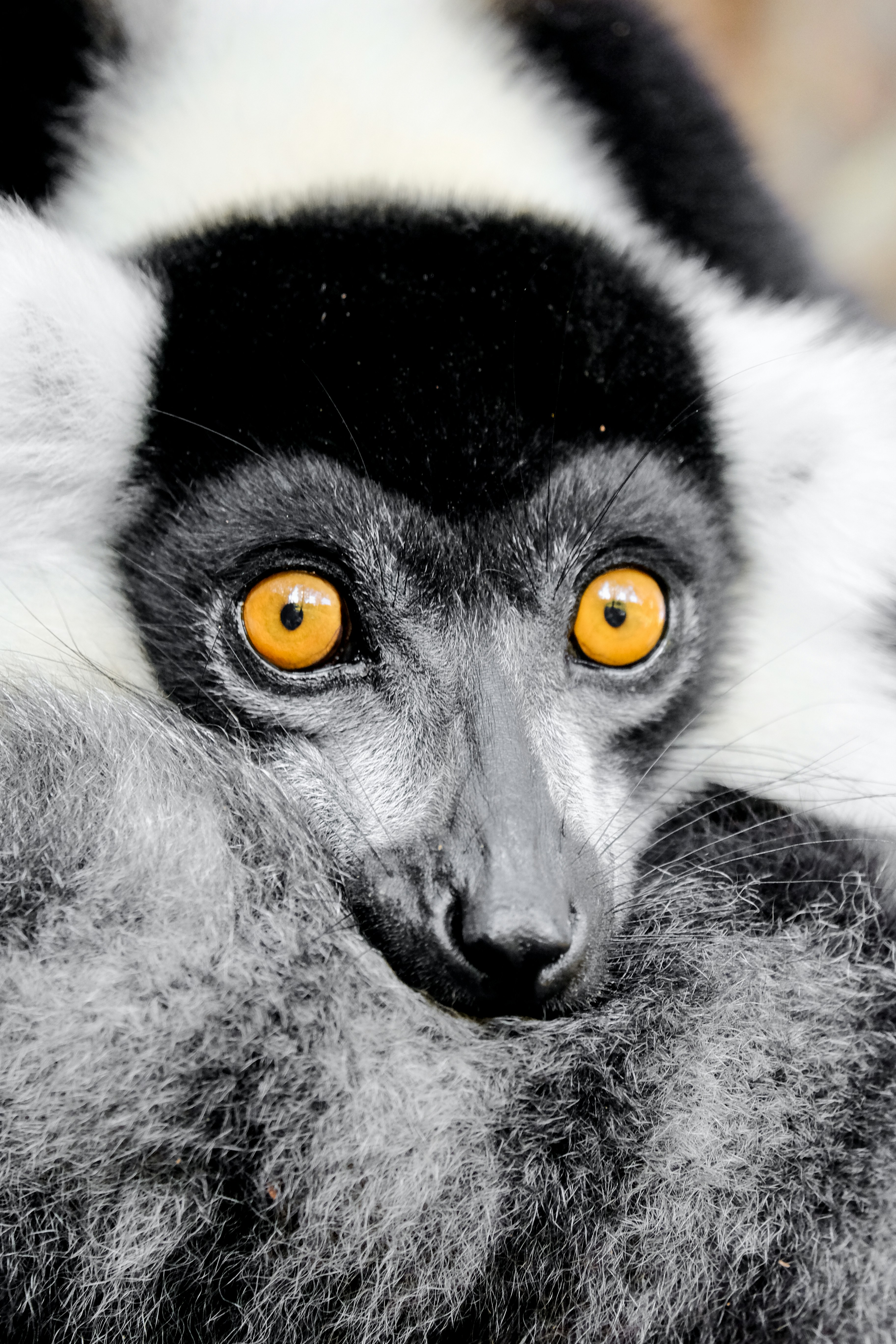 A black-and-white ruffed lemur gazes directly at the camera.