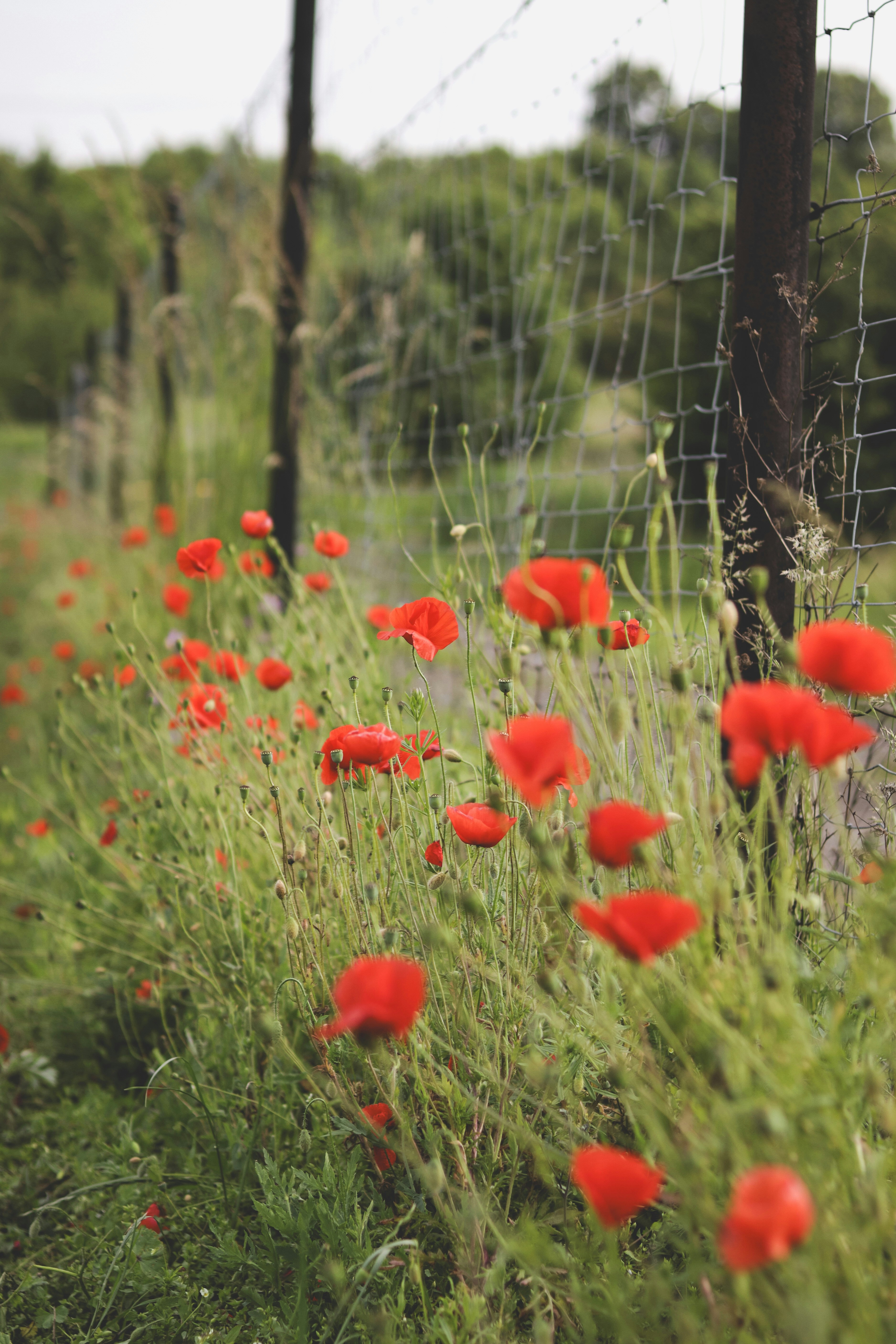 Bunga poppy merah mekar di samping pagar yang lapuk.