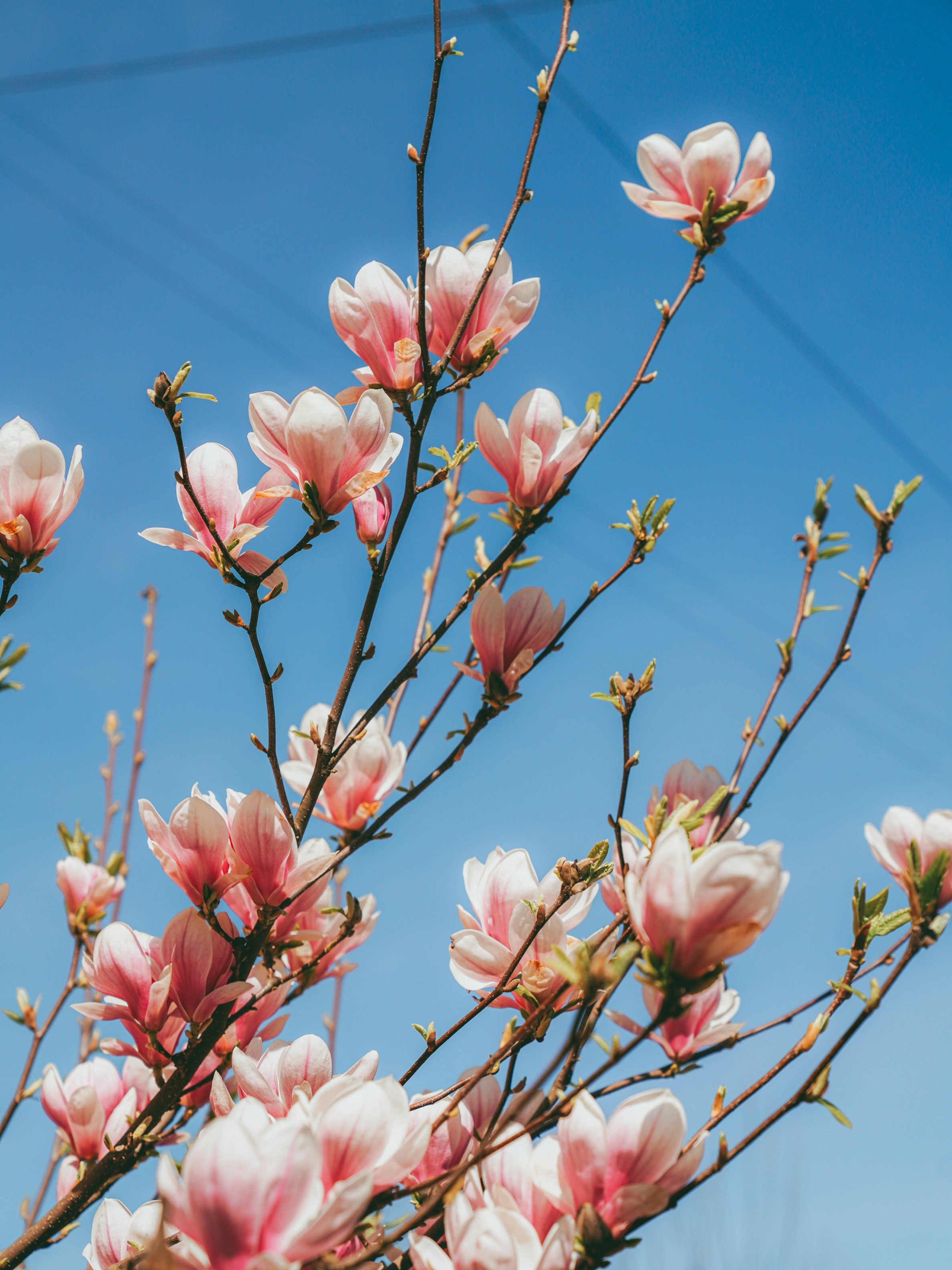 Photo by mineral_of_demon