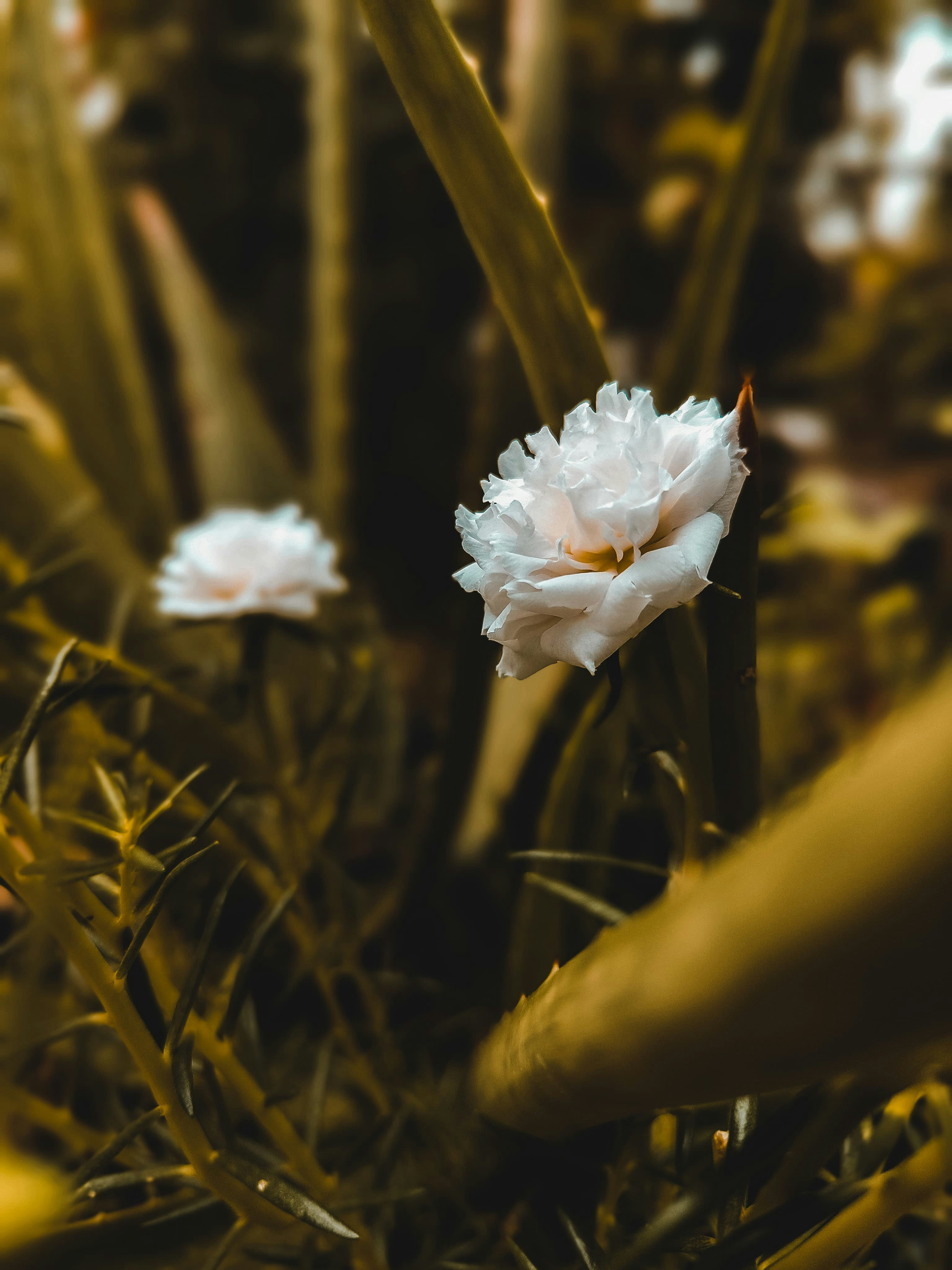 Photo by forever_knight