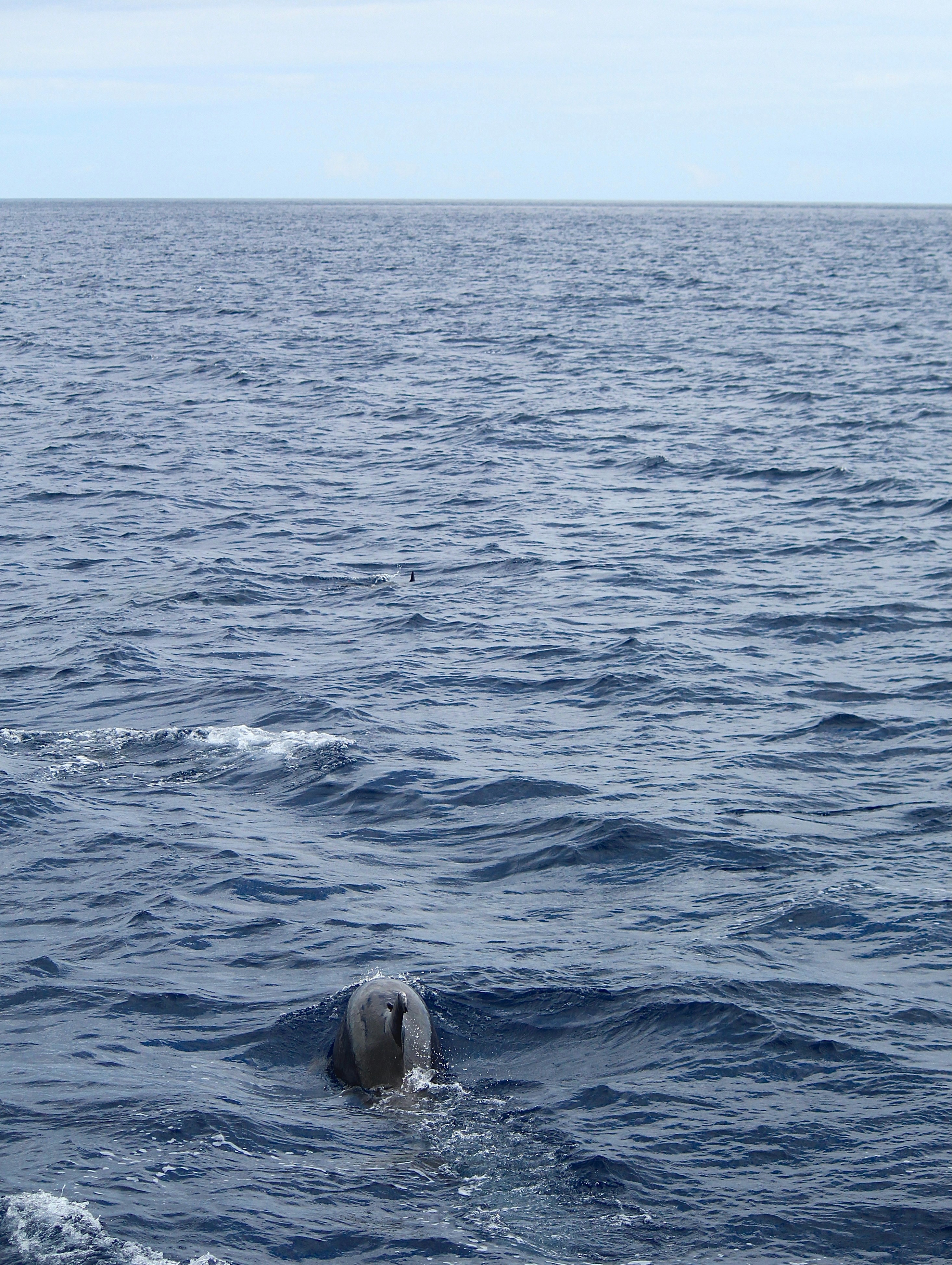 A dolphin surfs through the ocean waves.