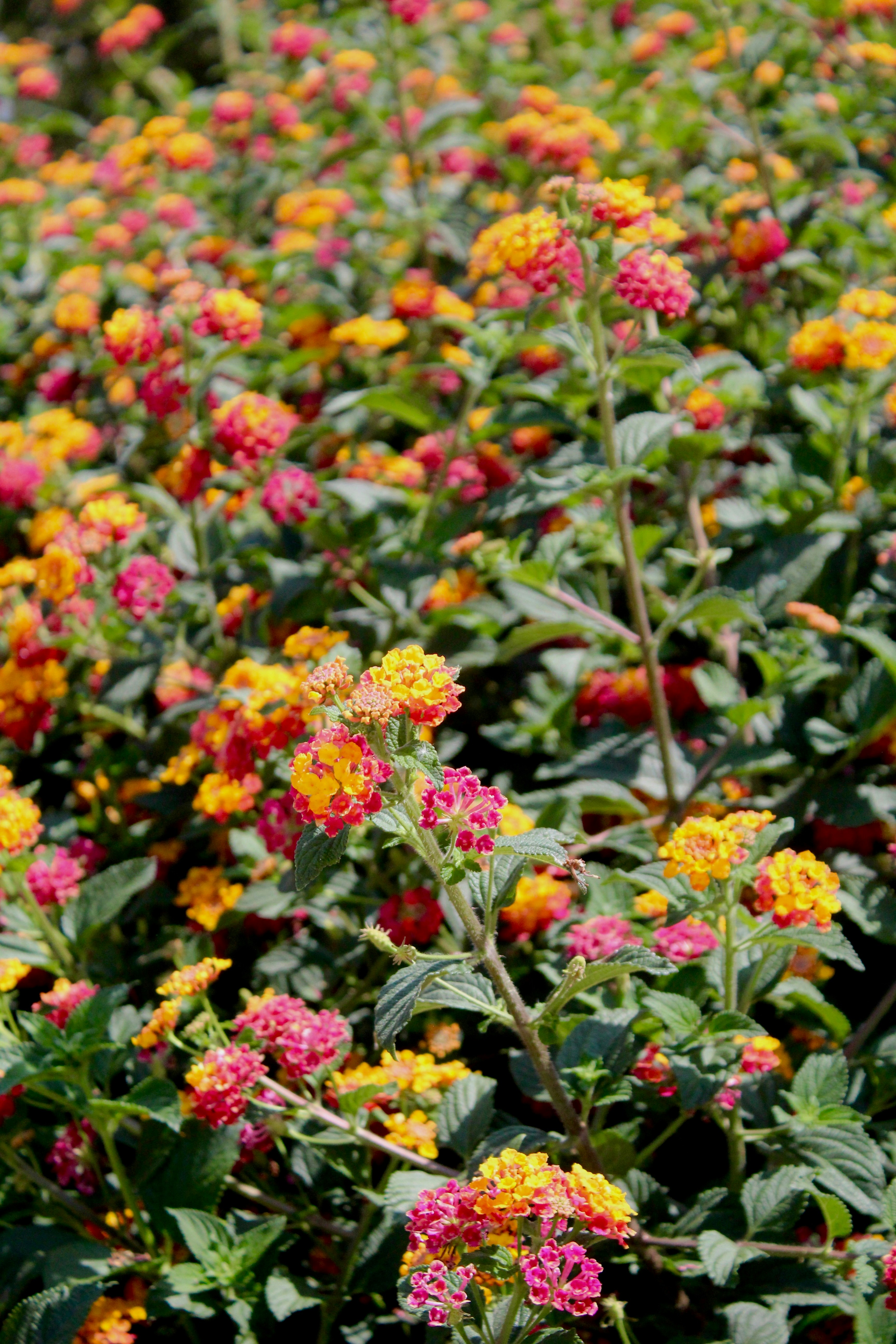 Photo by mia_mackenzie