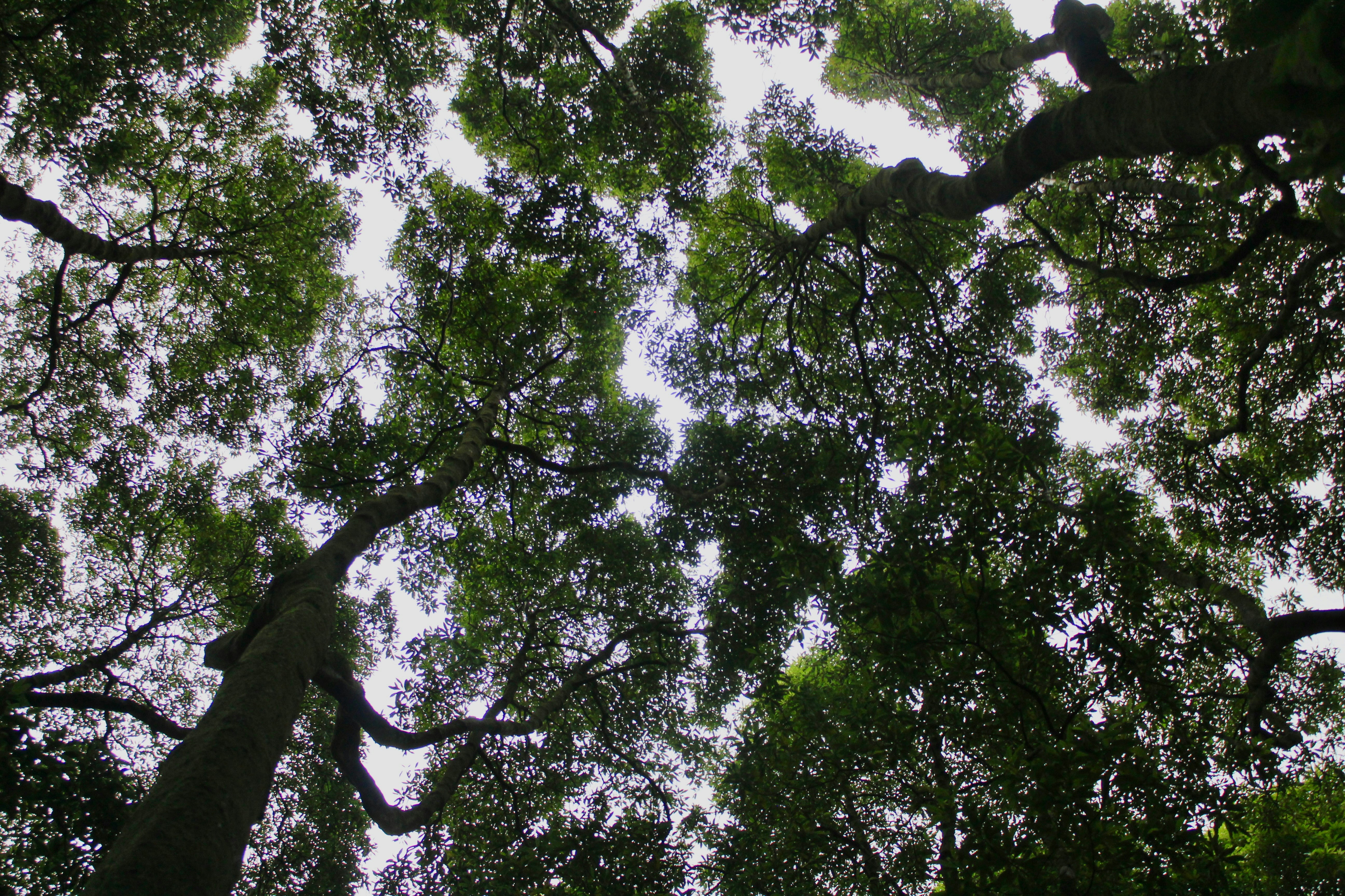 Looking up through a dense canopy of trees.