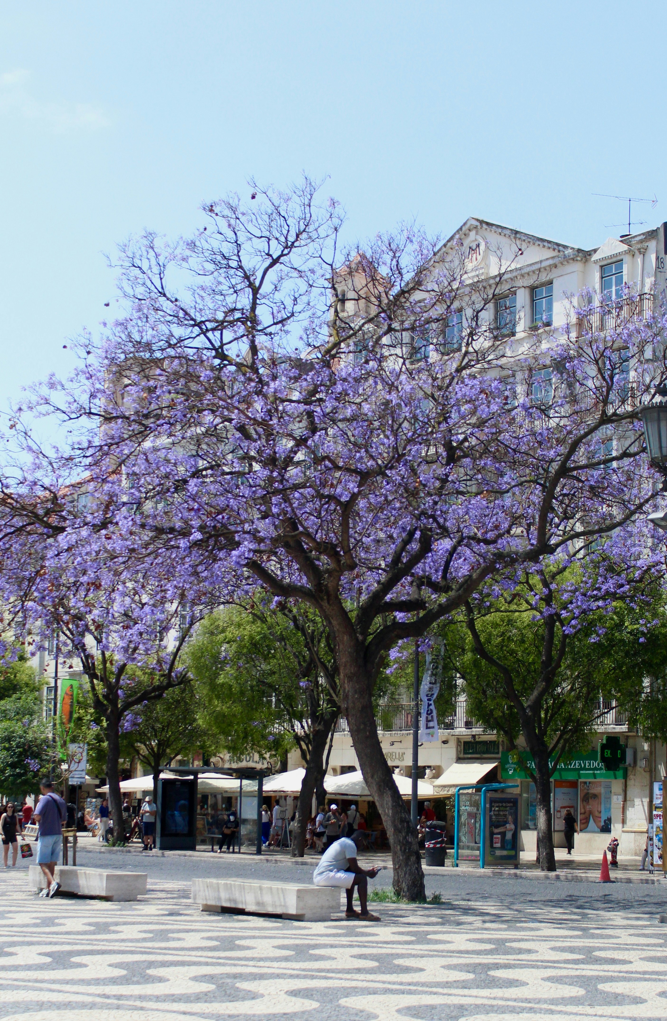 Purple blossoms adorn a tree in a city square.