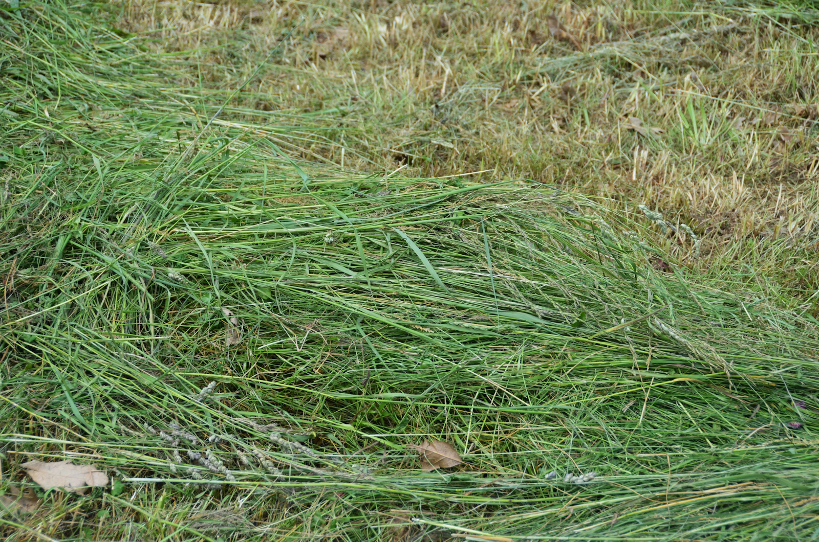 Fresh cut grass lying on the lawn