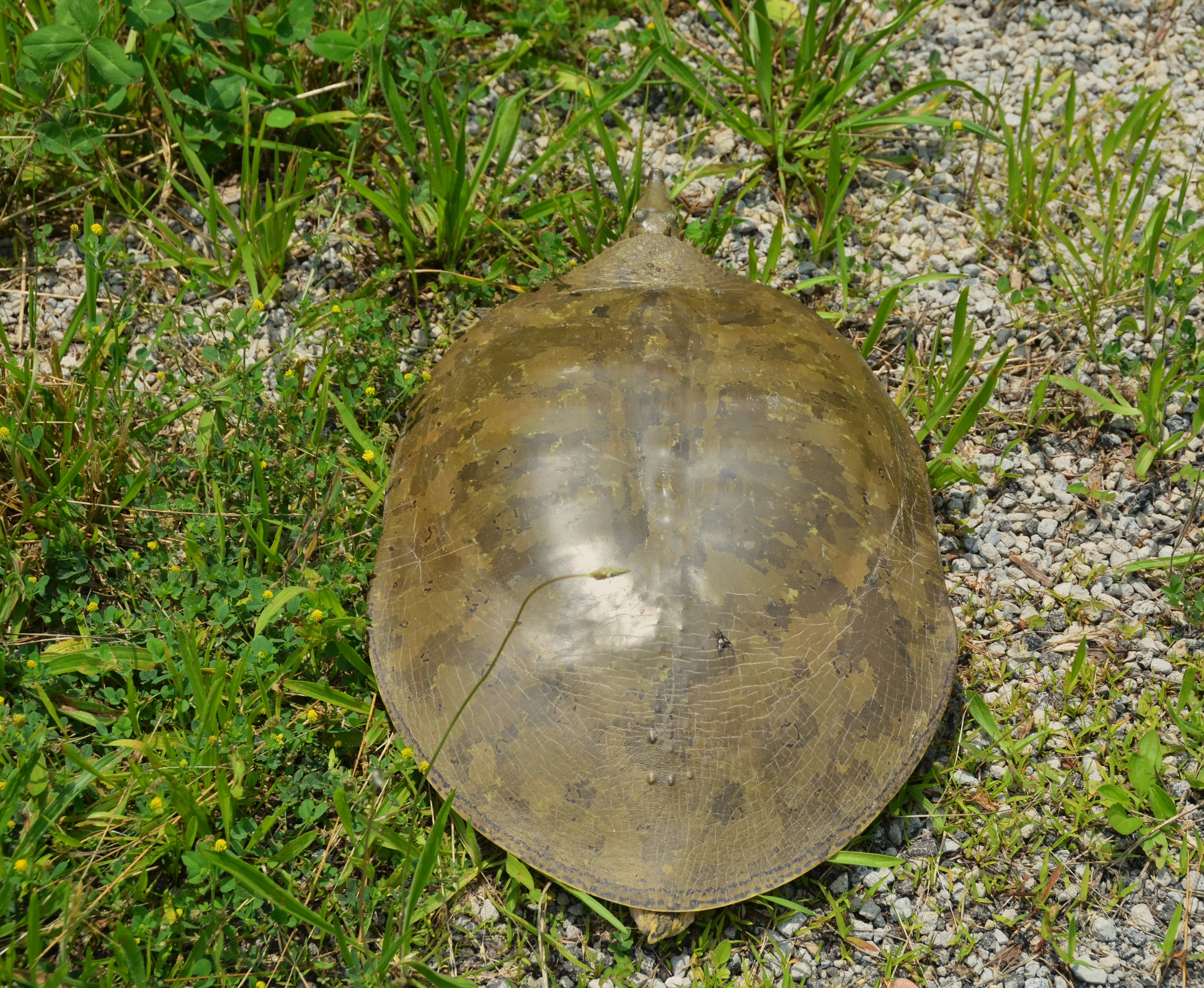 A turtle's shell is seen on the grass.