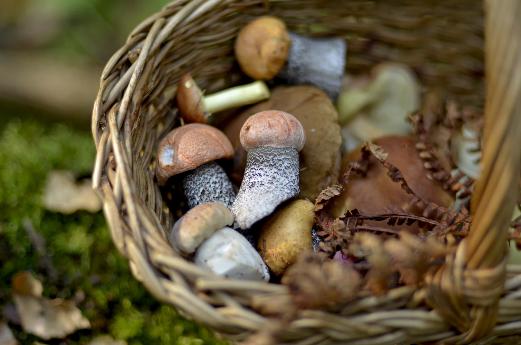 A wicker basket of brown-capped mushrooms resting on moss