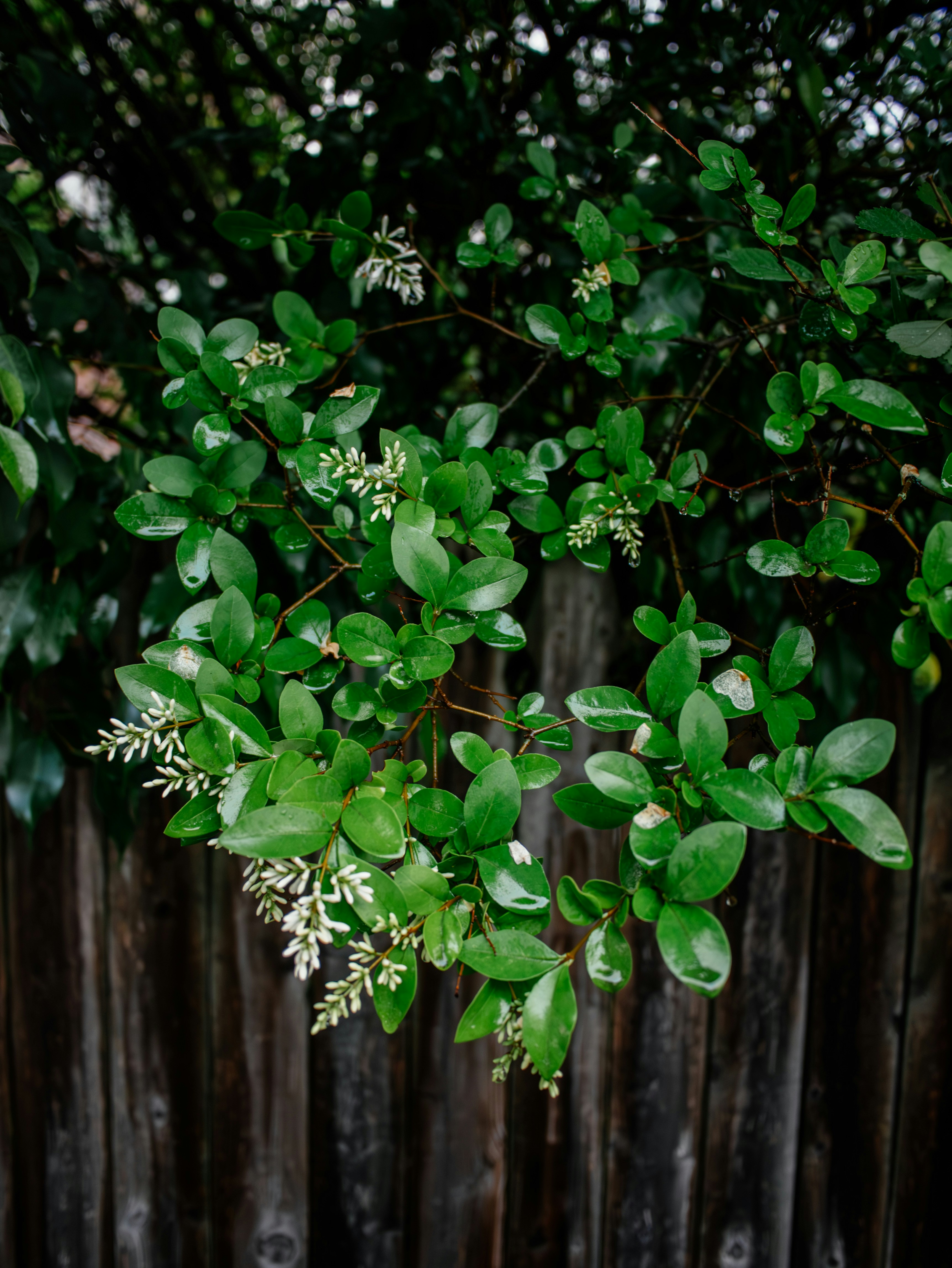 Green leaves and delicate white flowers on branches.