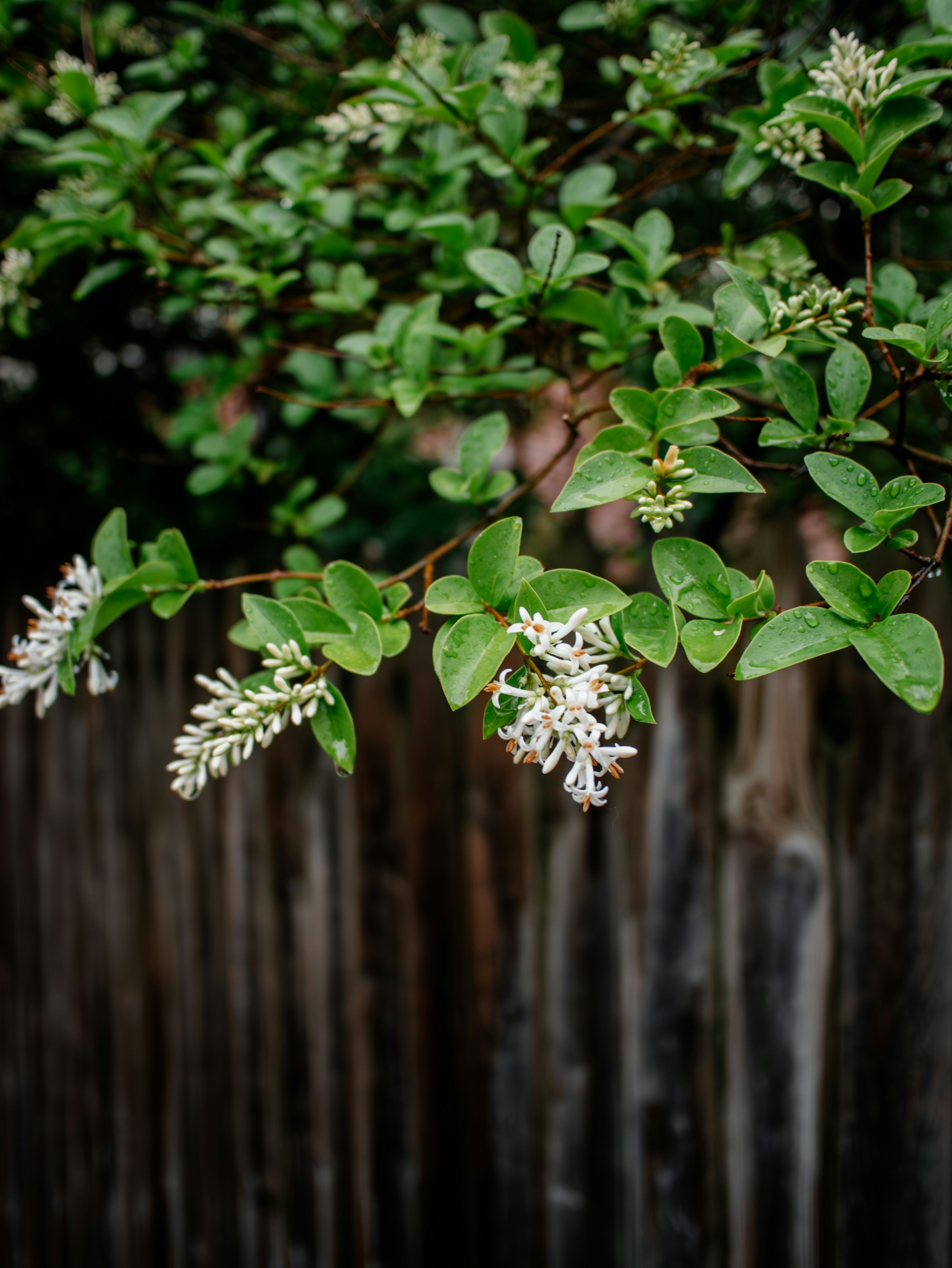 Green leaves and white flowers against a wooden fence.