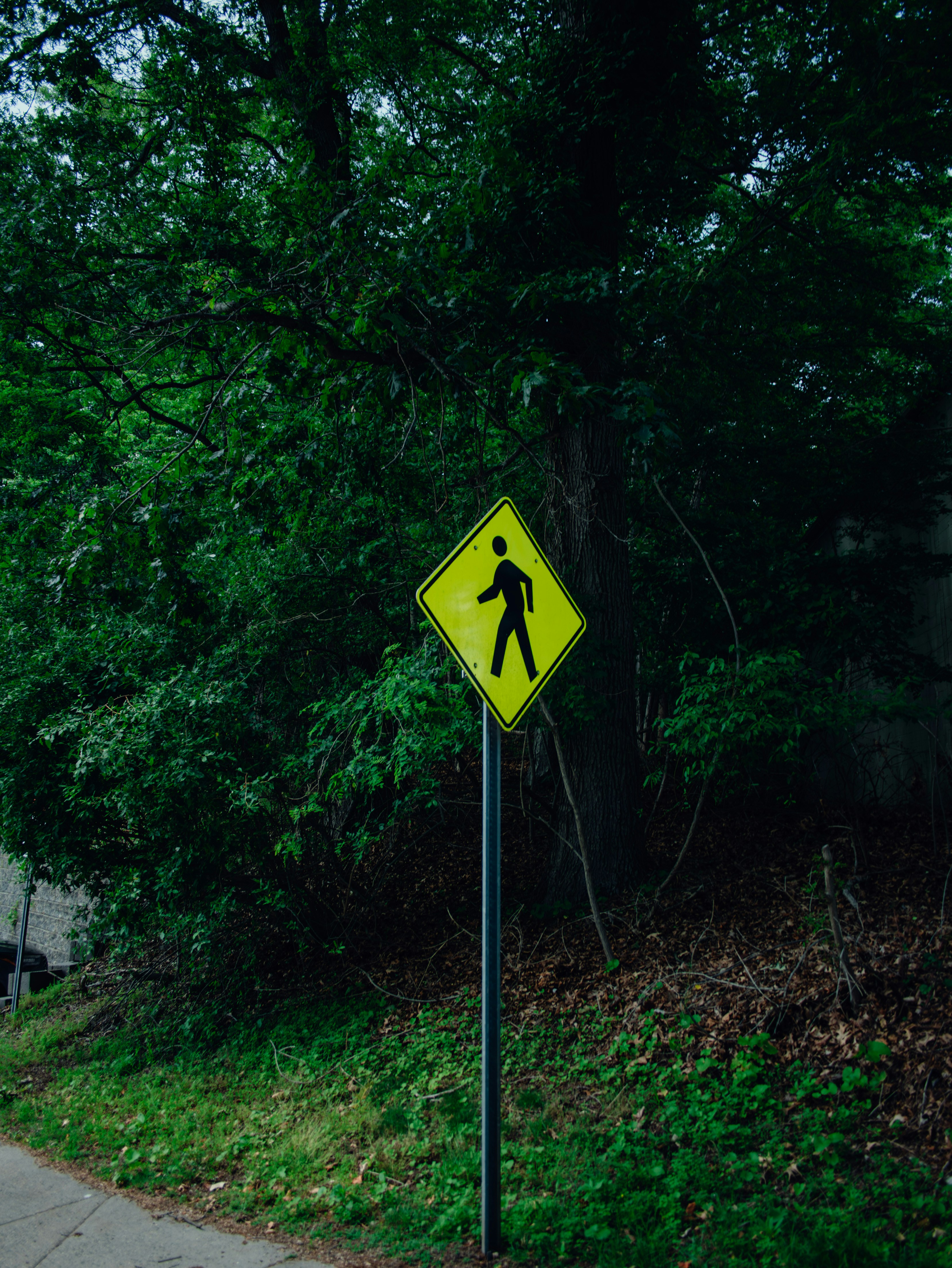 Pedestrian crossing sign is present in the greenery.