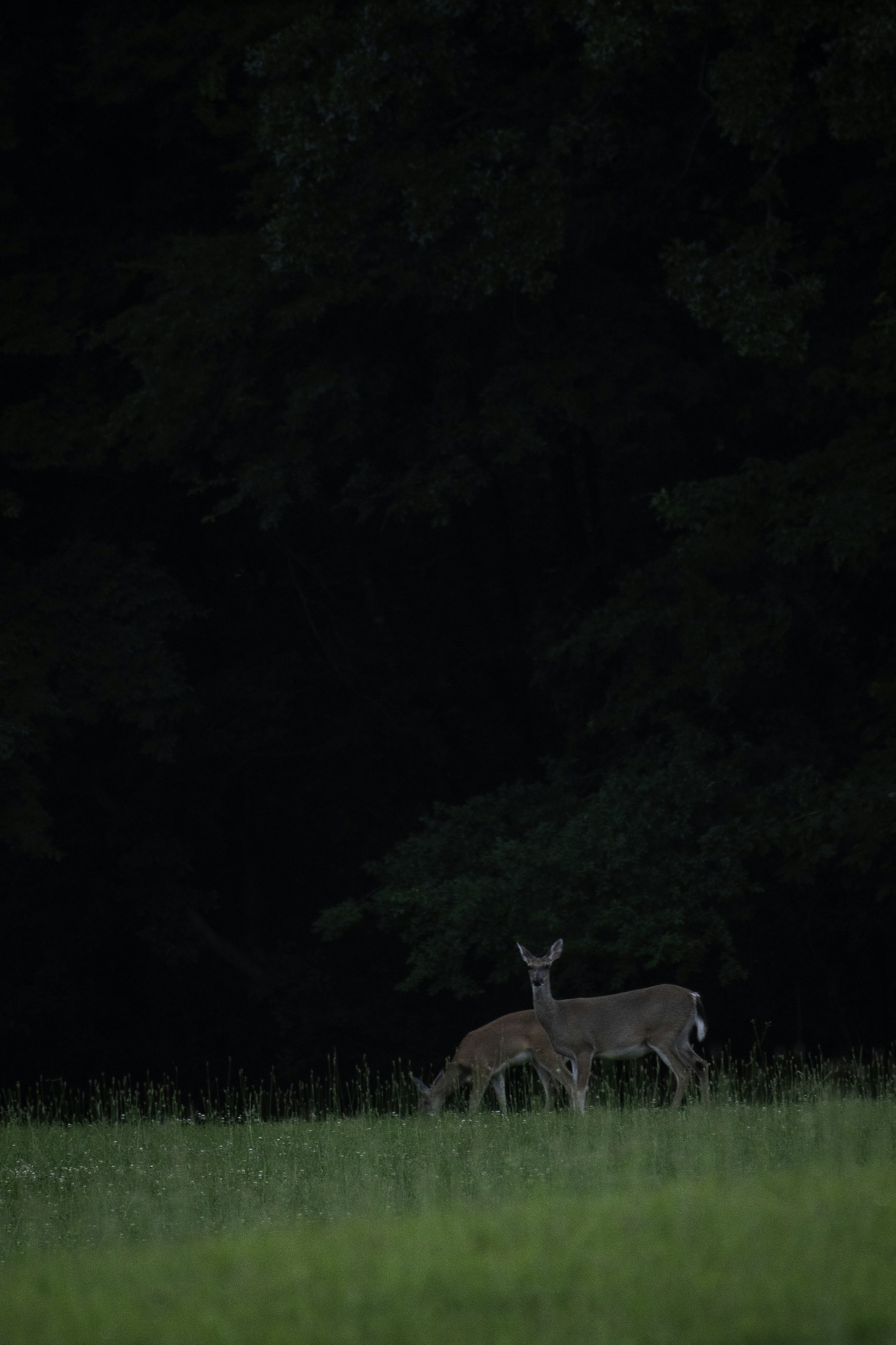 Two deer graze in a grassy field.