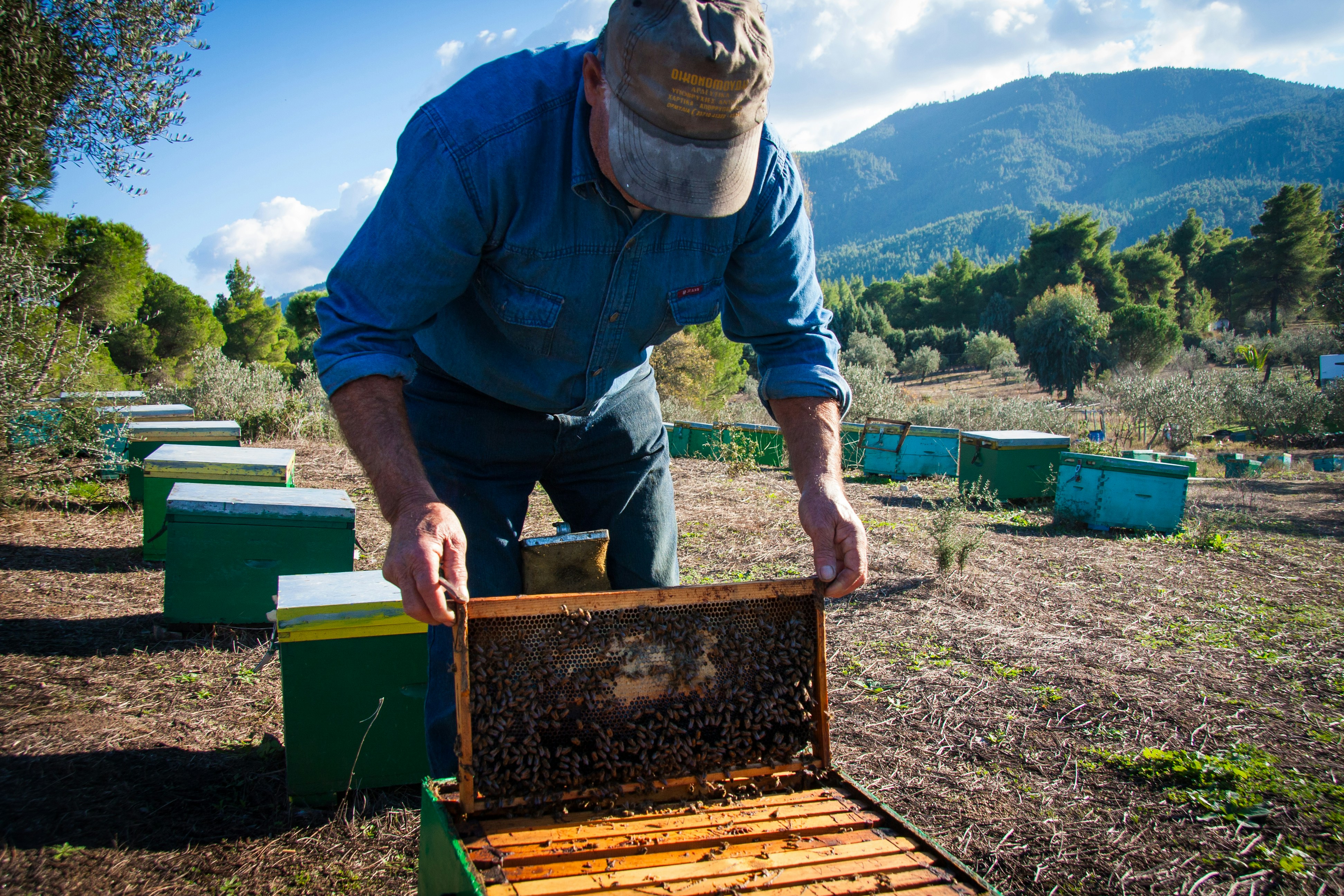 A beekeeper inspecting a frame with honeycomb.