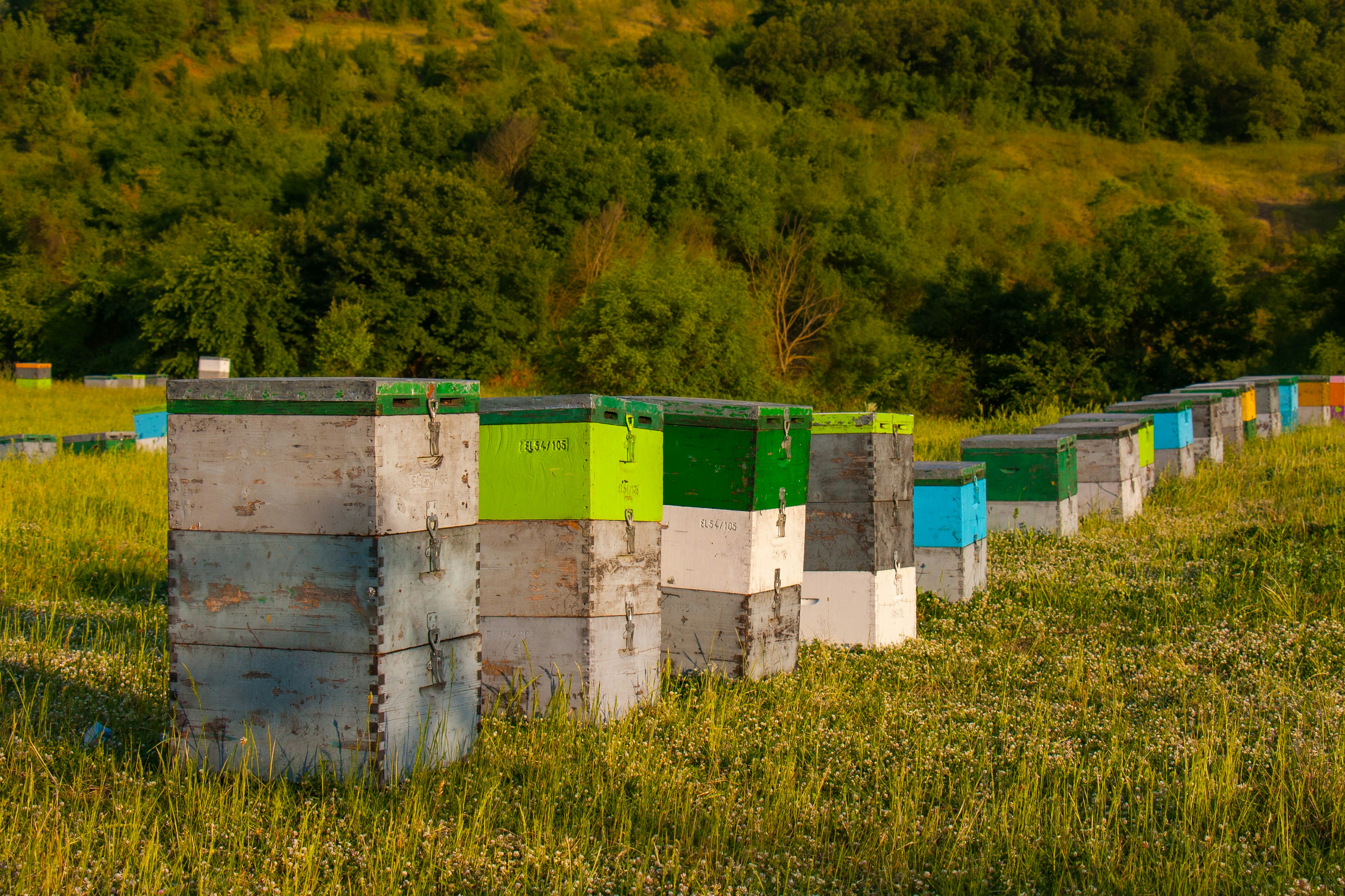 A row of beehives in a lush field.