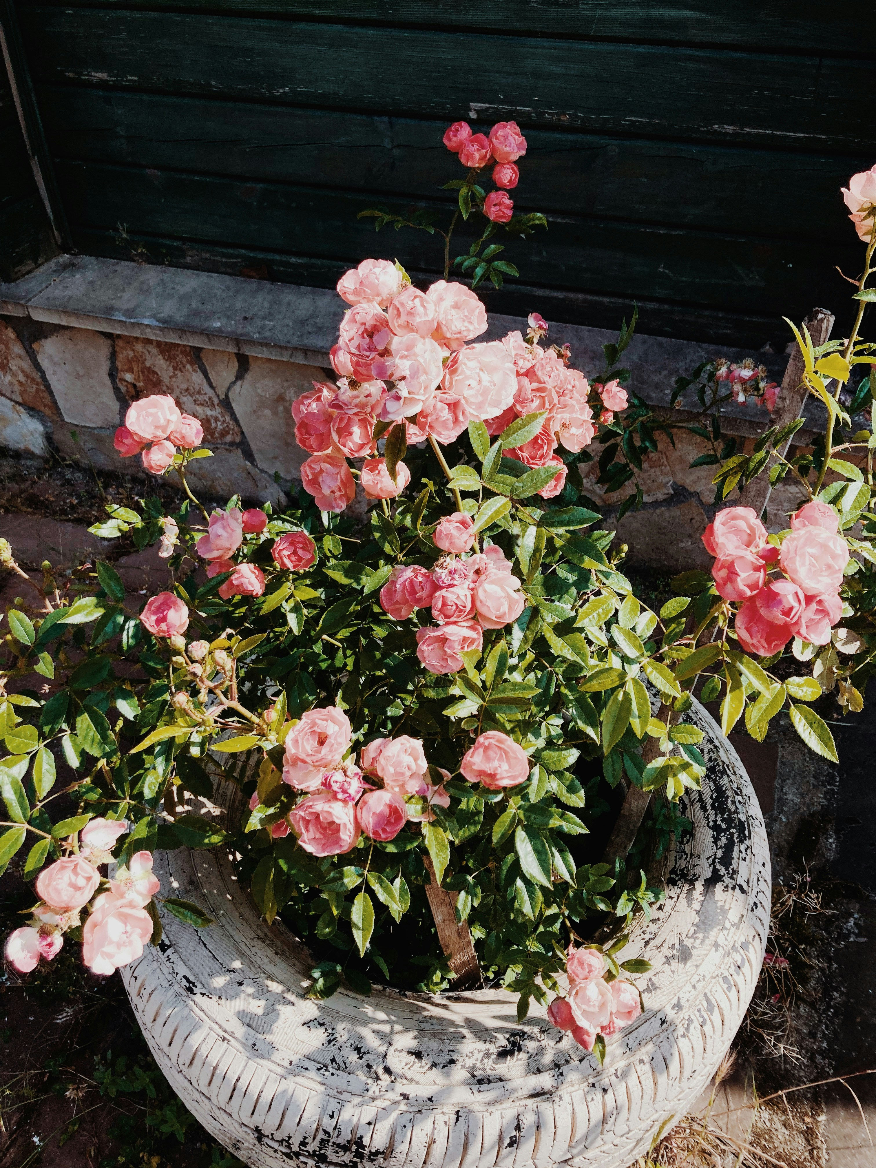 Photo by nisacokokumus