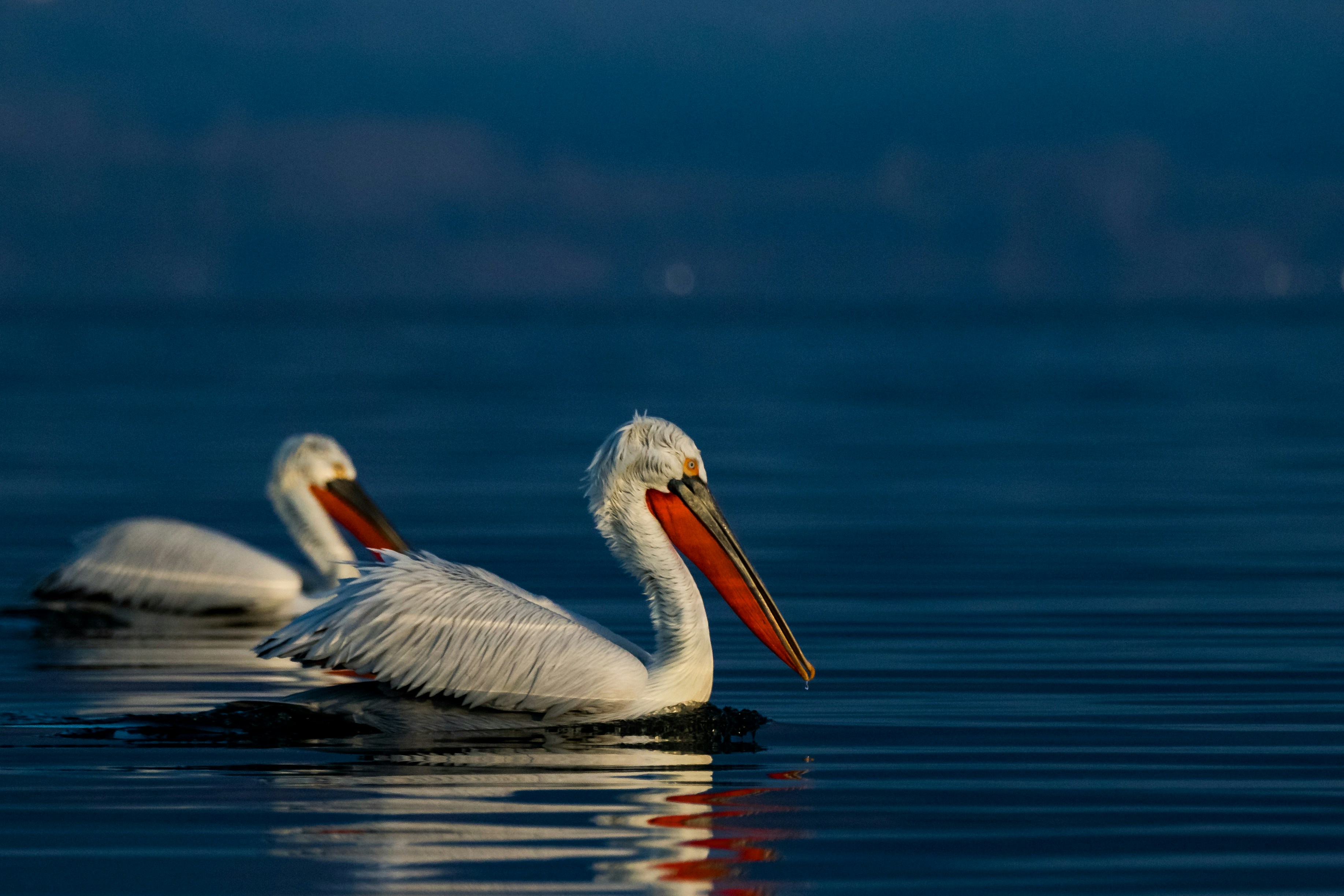 Two pelicans gracefully float on the water.