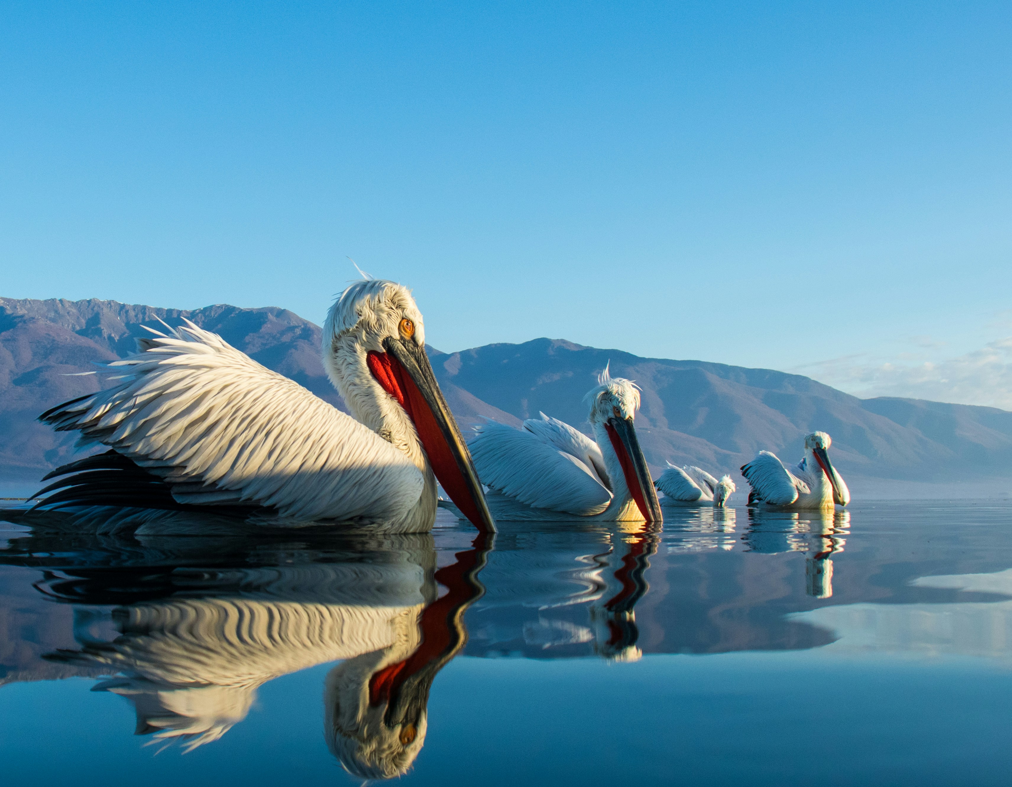 Pelicans swim in the calm, blue water.