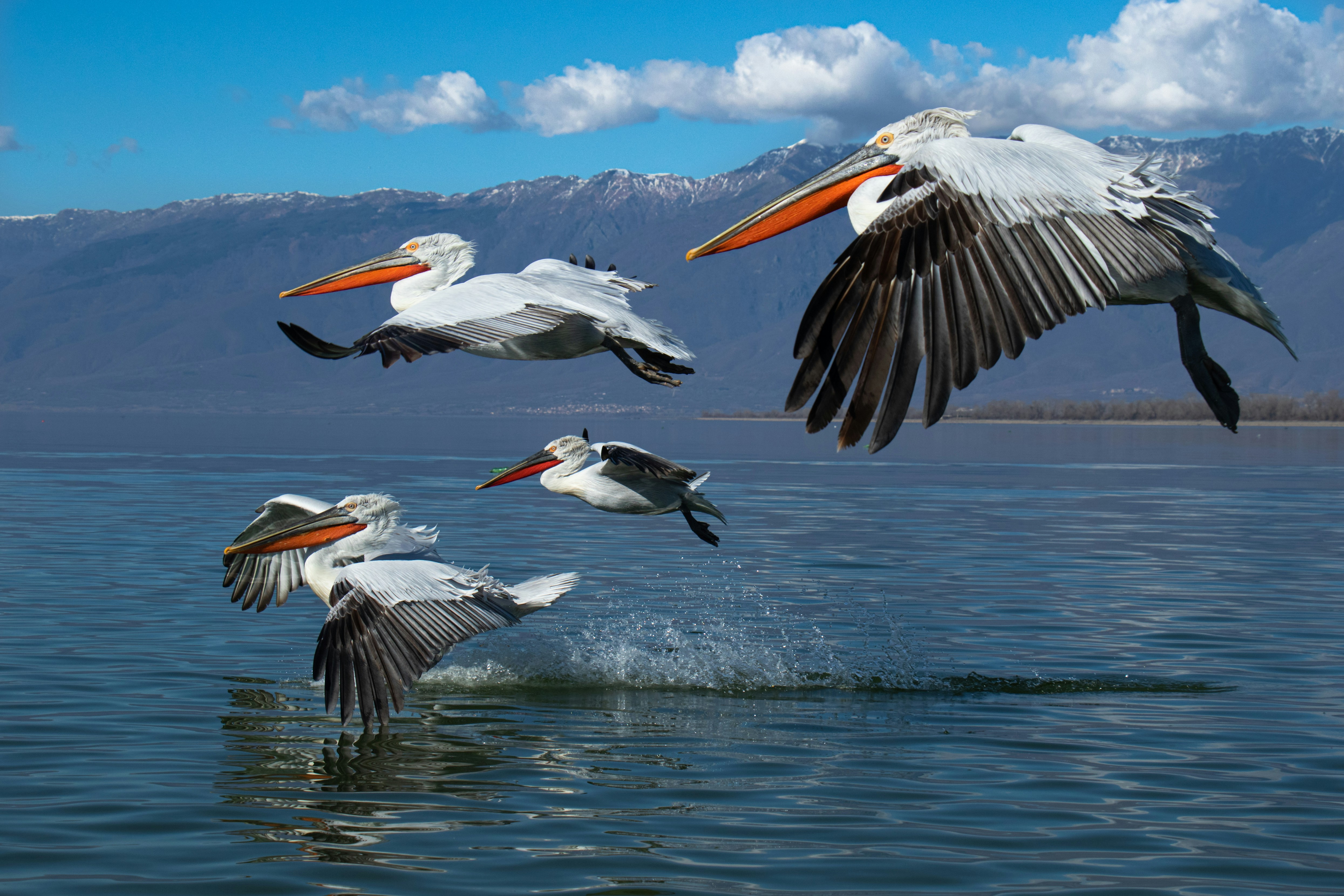 Pelicans take flight over a lake.