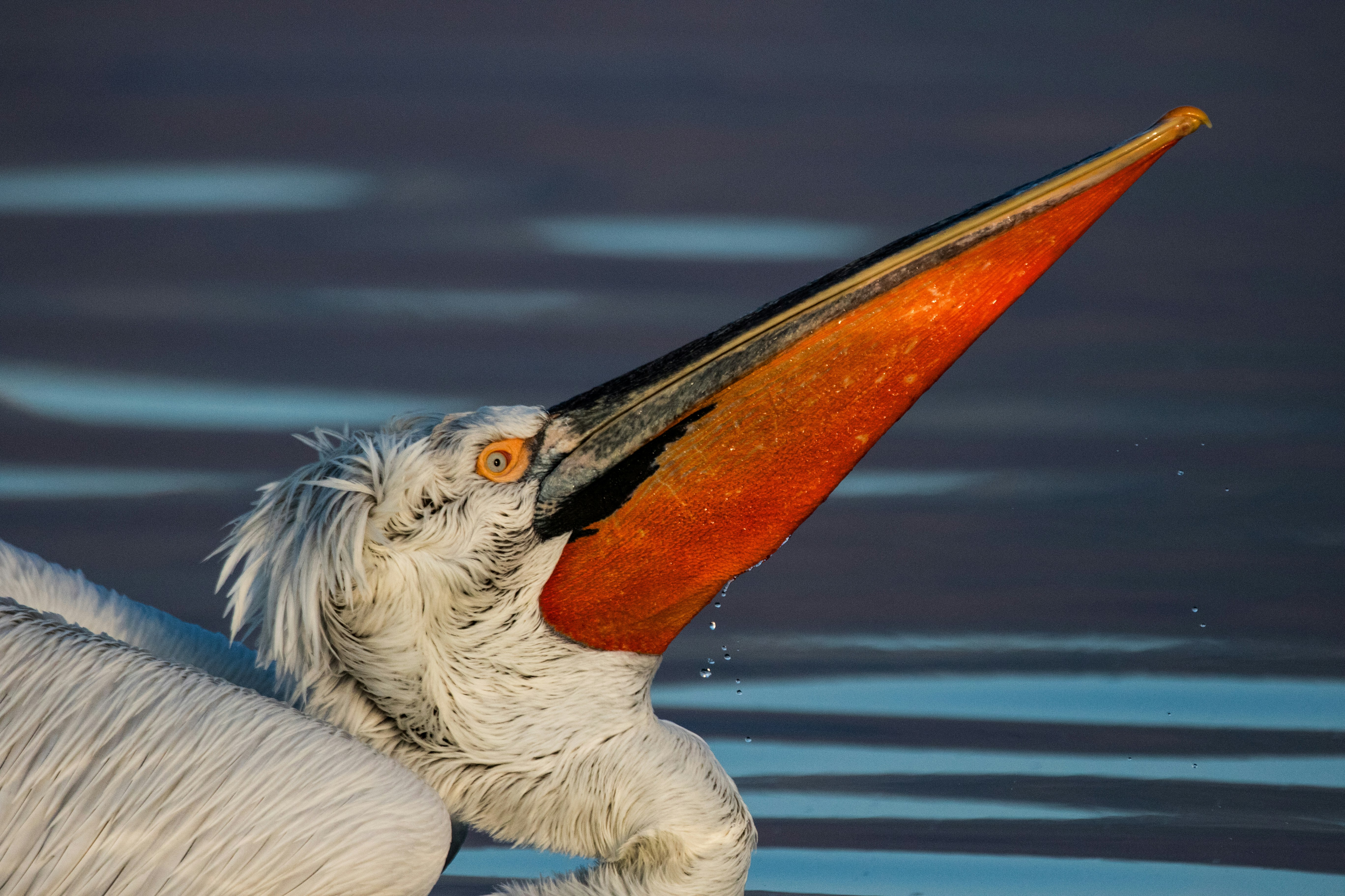 Pelican with open bill against a blue water background.