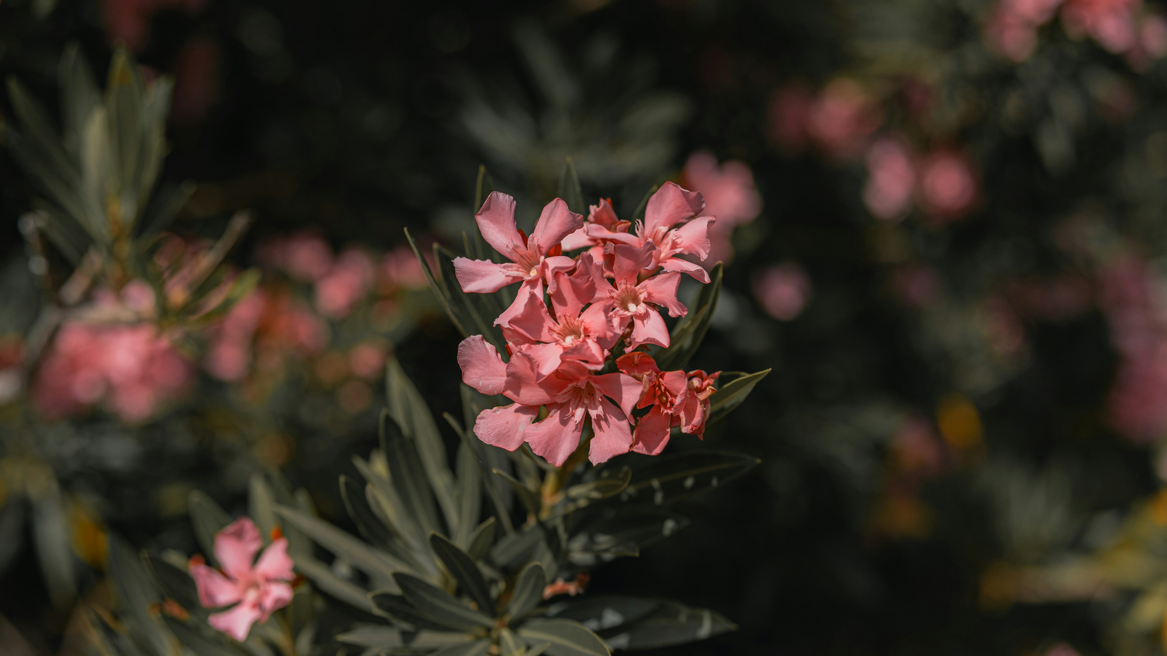 Photo by theemanofoth