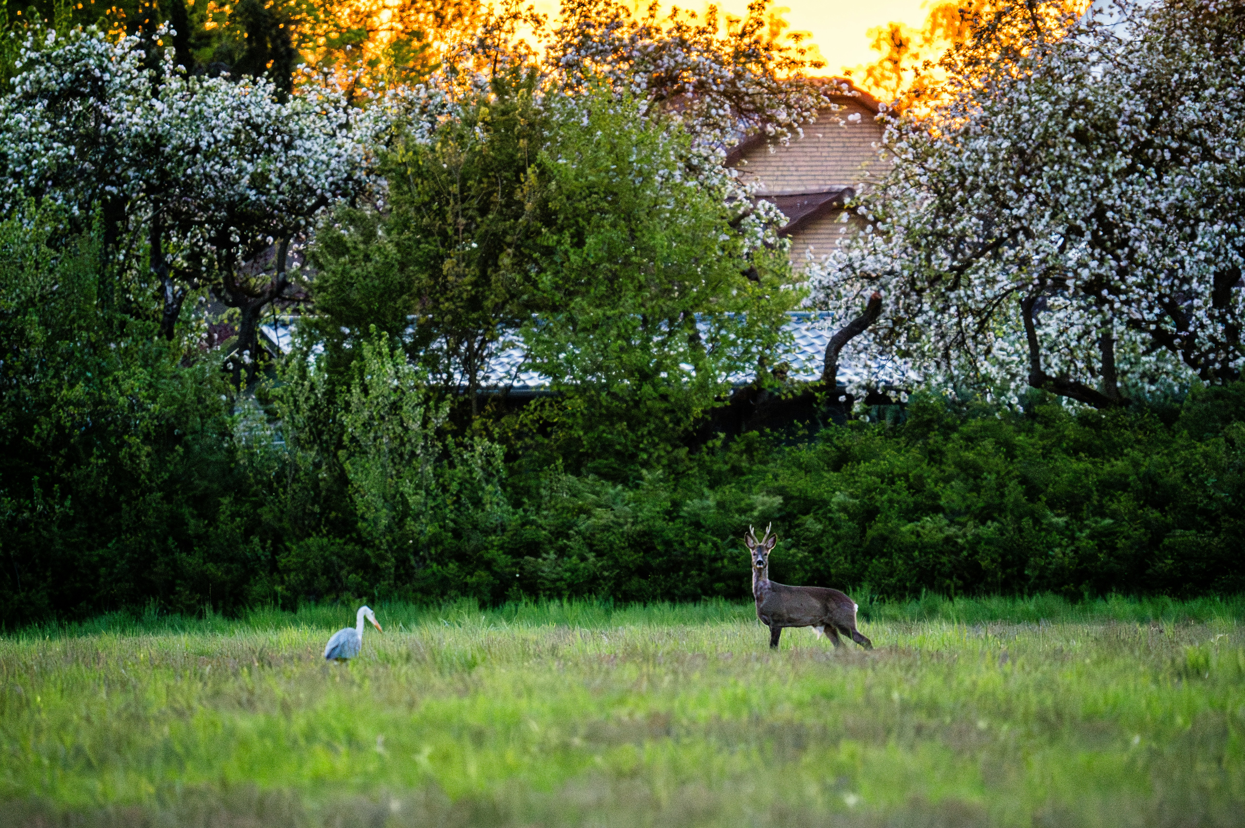 A deer and heron graze in a vibrant meadow.