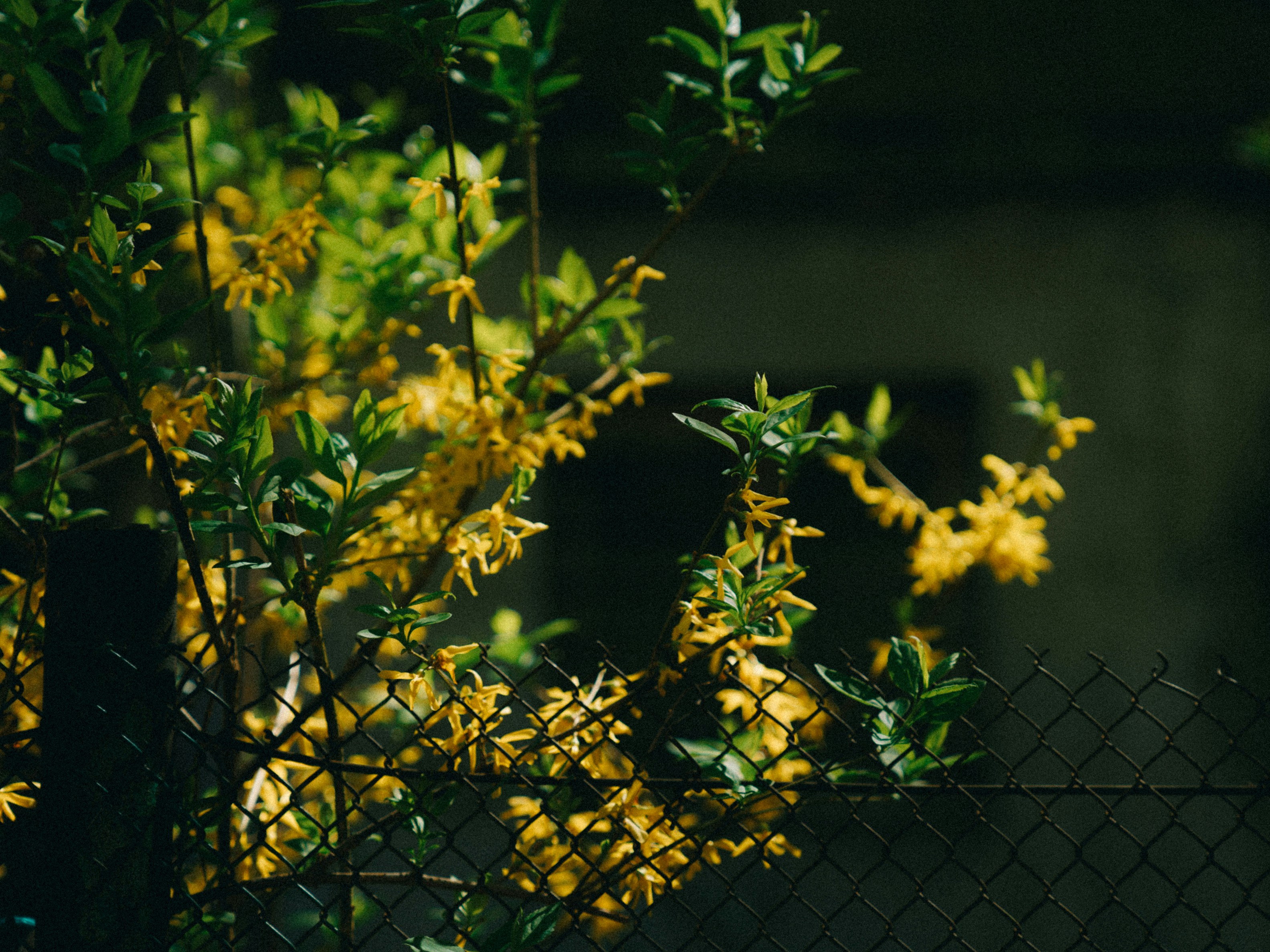 Photo by mineral_of_demon