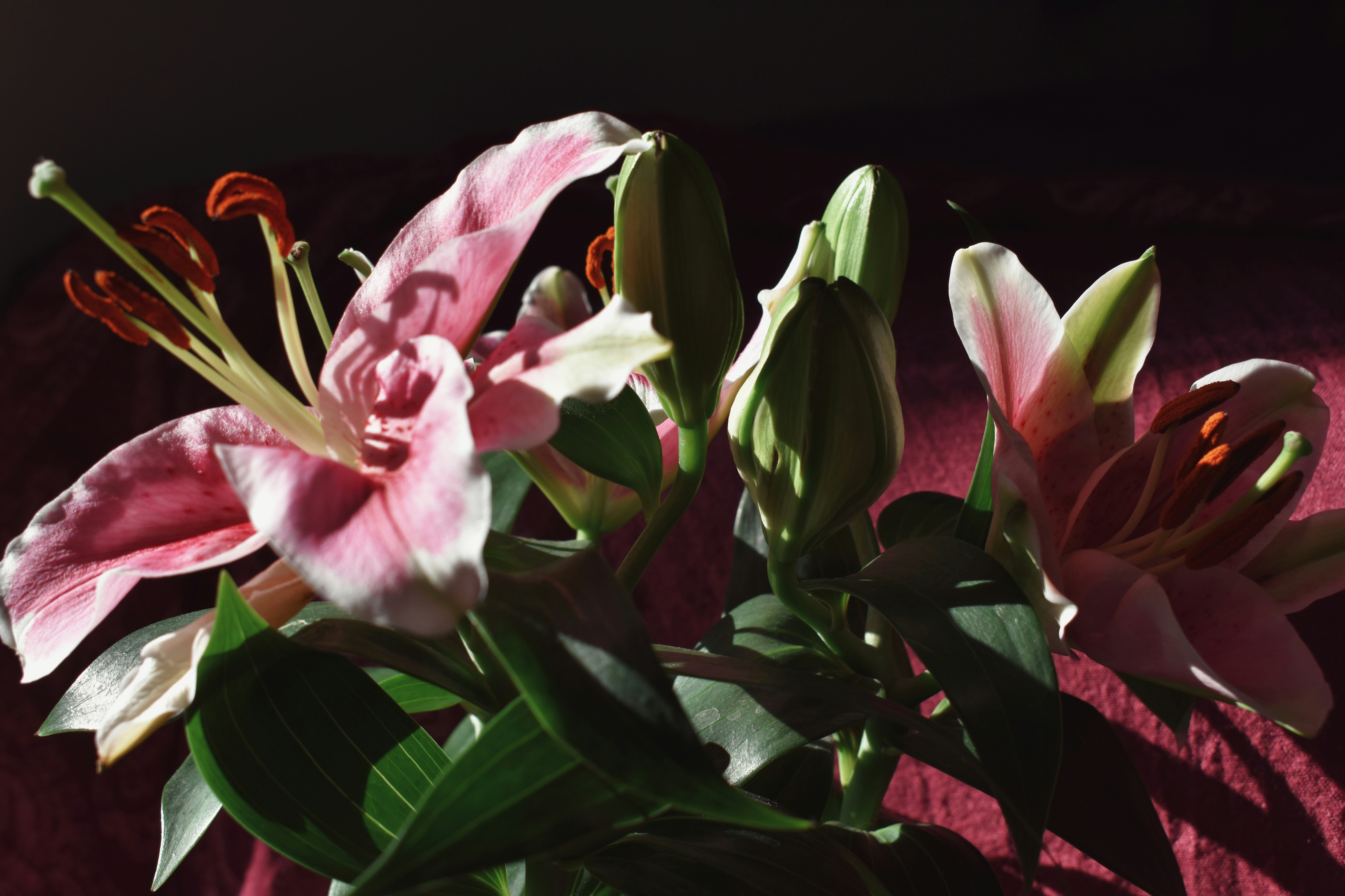 Photo by nisacokokumus