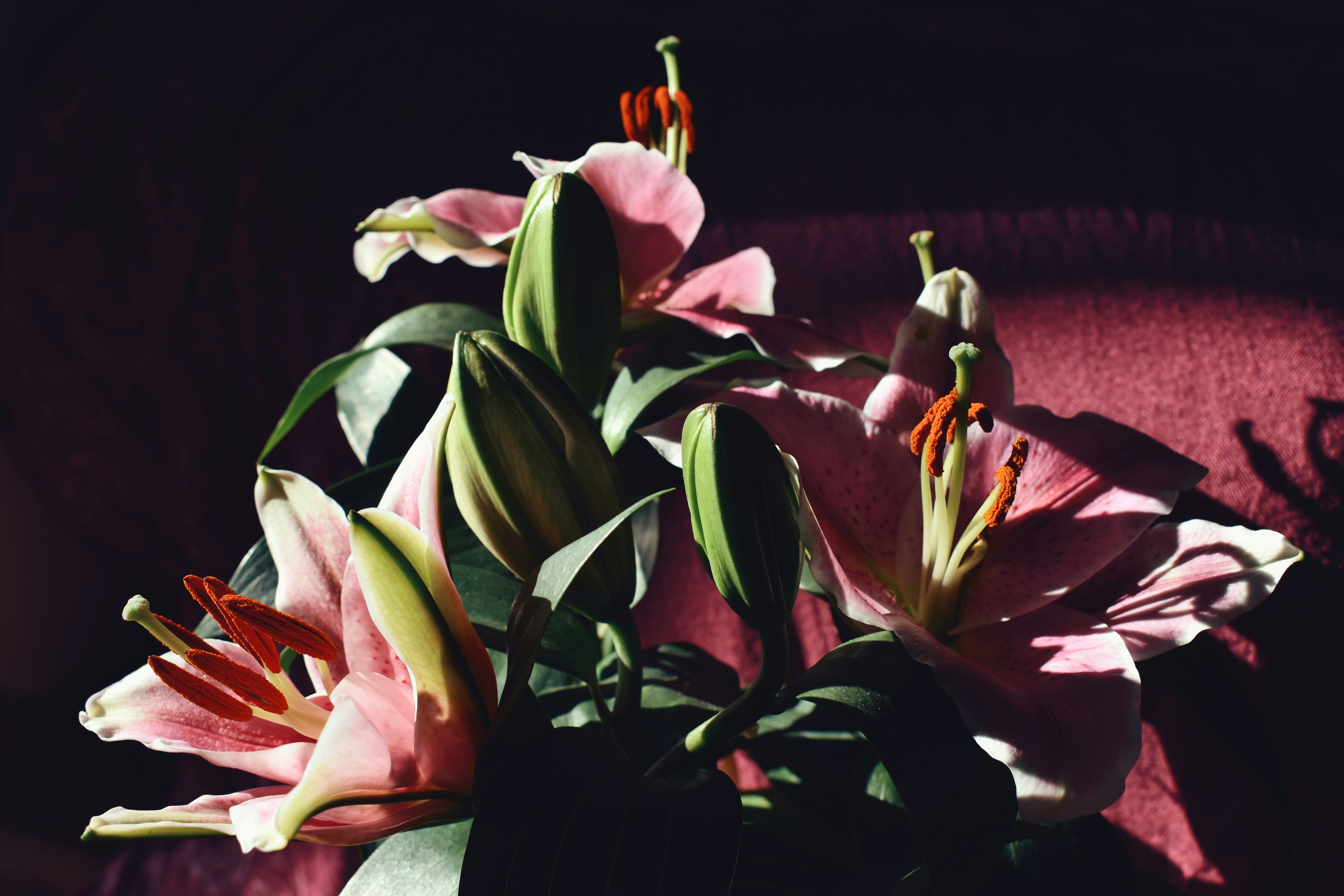 Photo by nisacokokumus