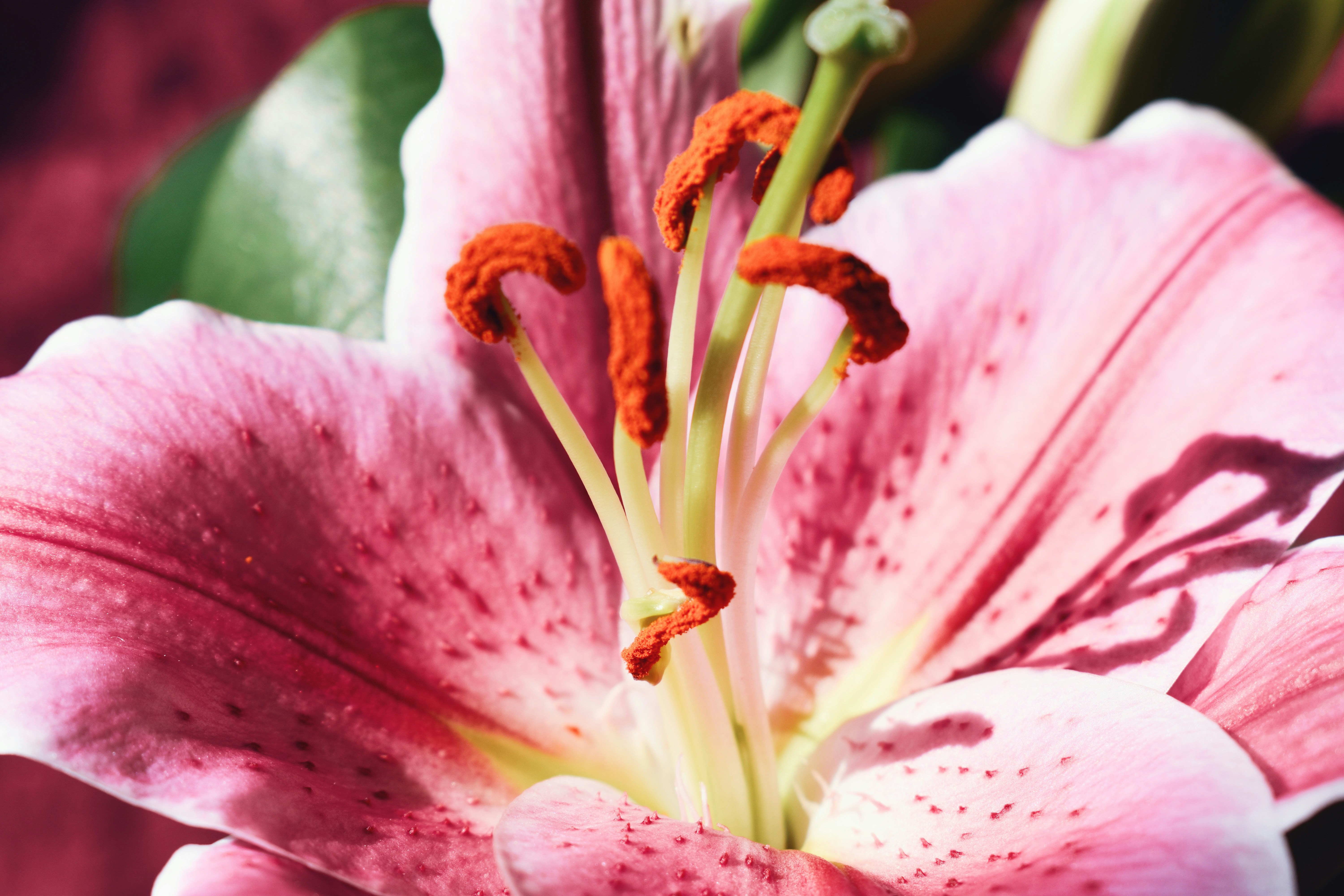 Photo by nisacokokumus