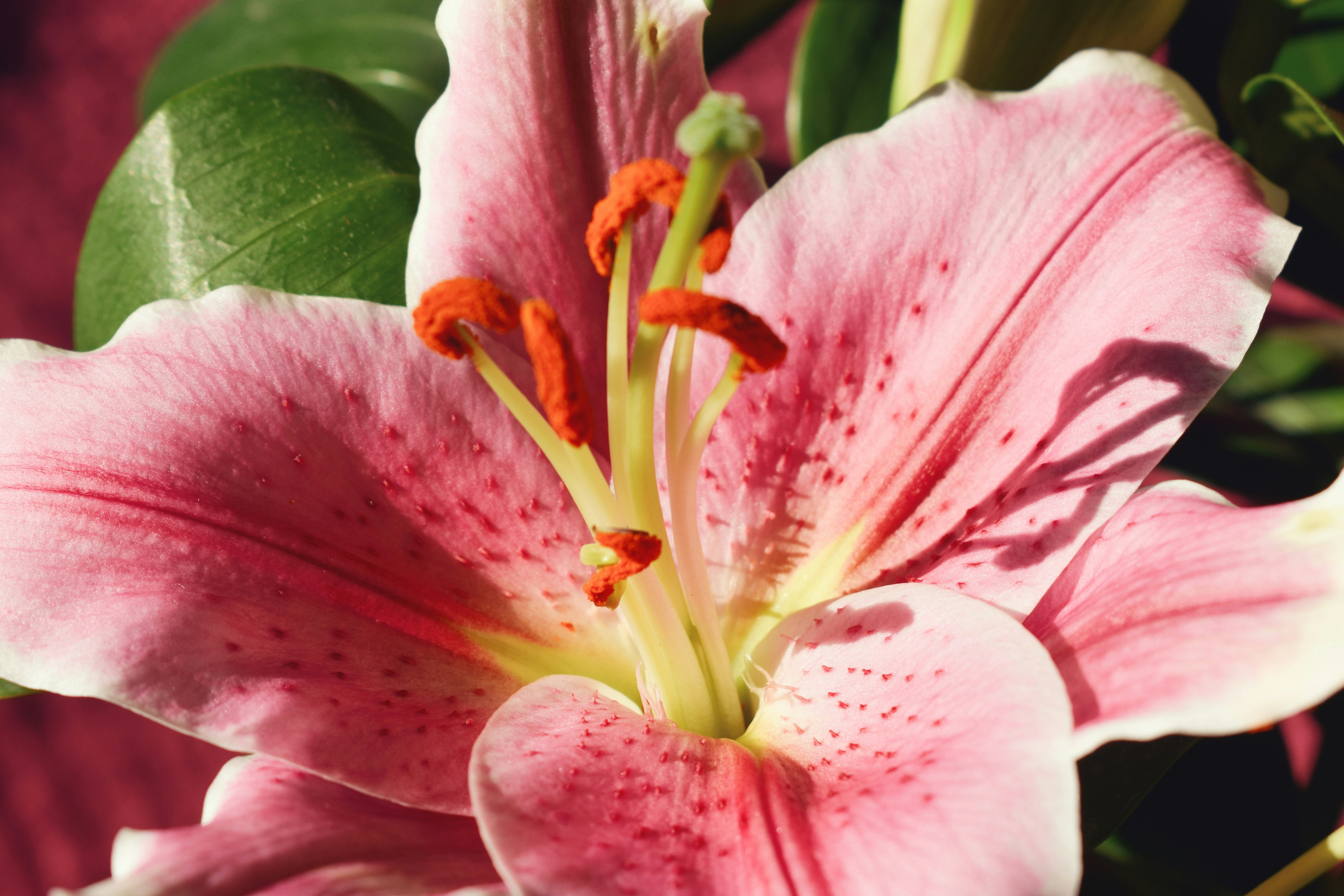 Photo by nisacokokumus