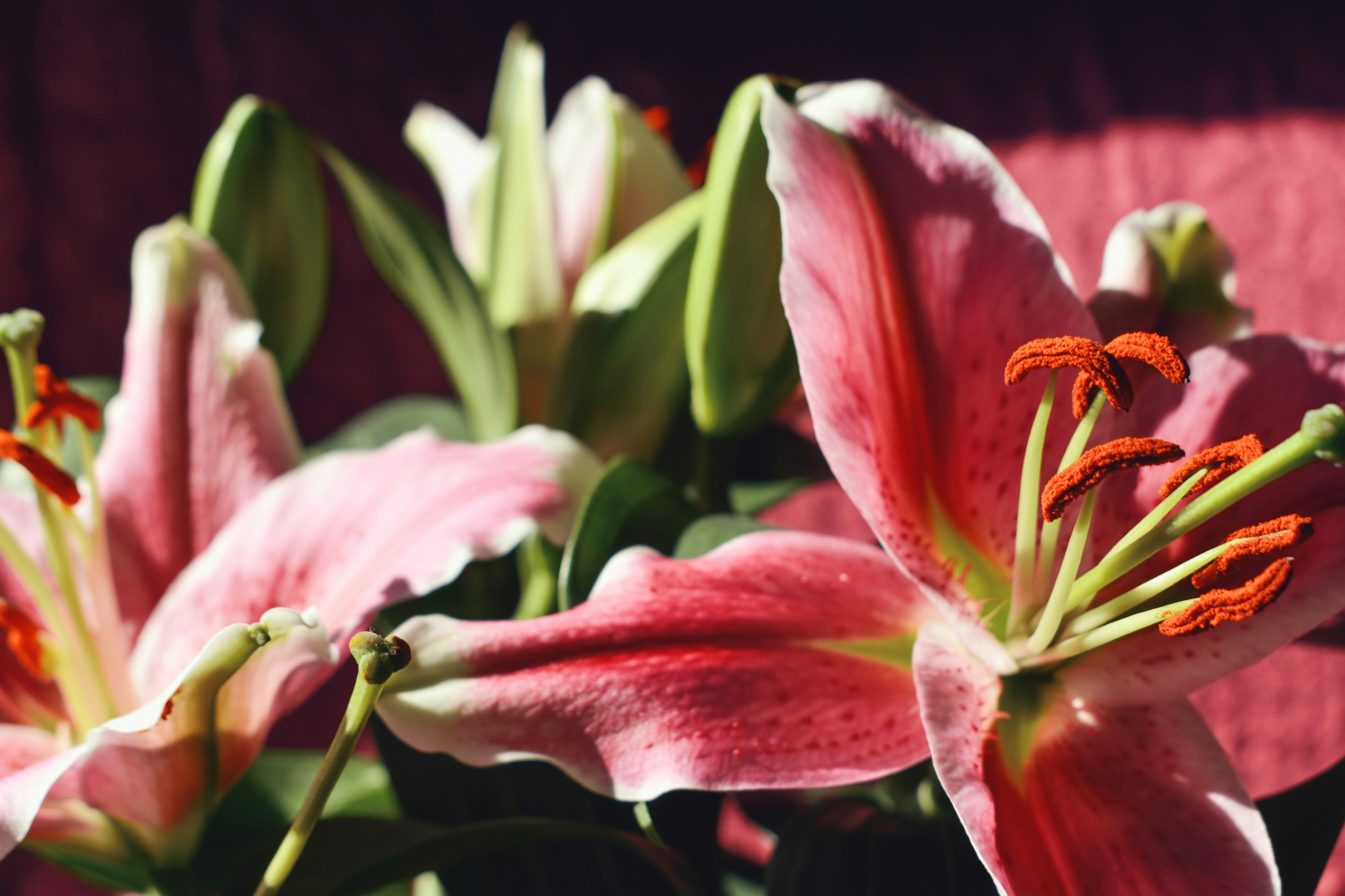 Photo by nisacokokumus