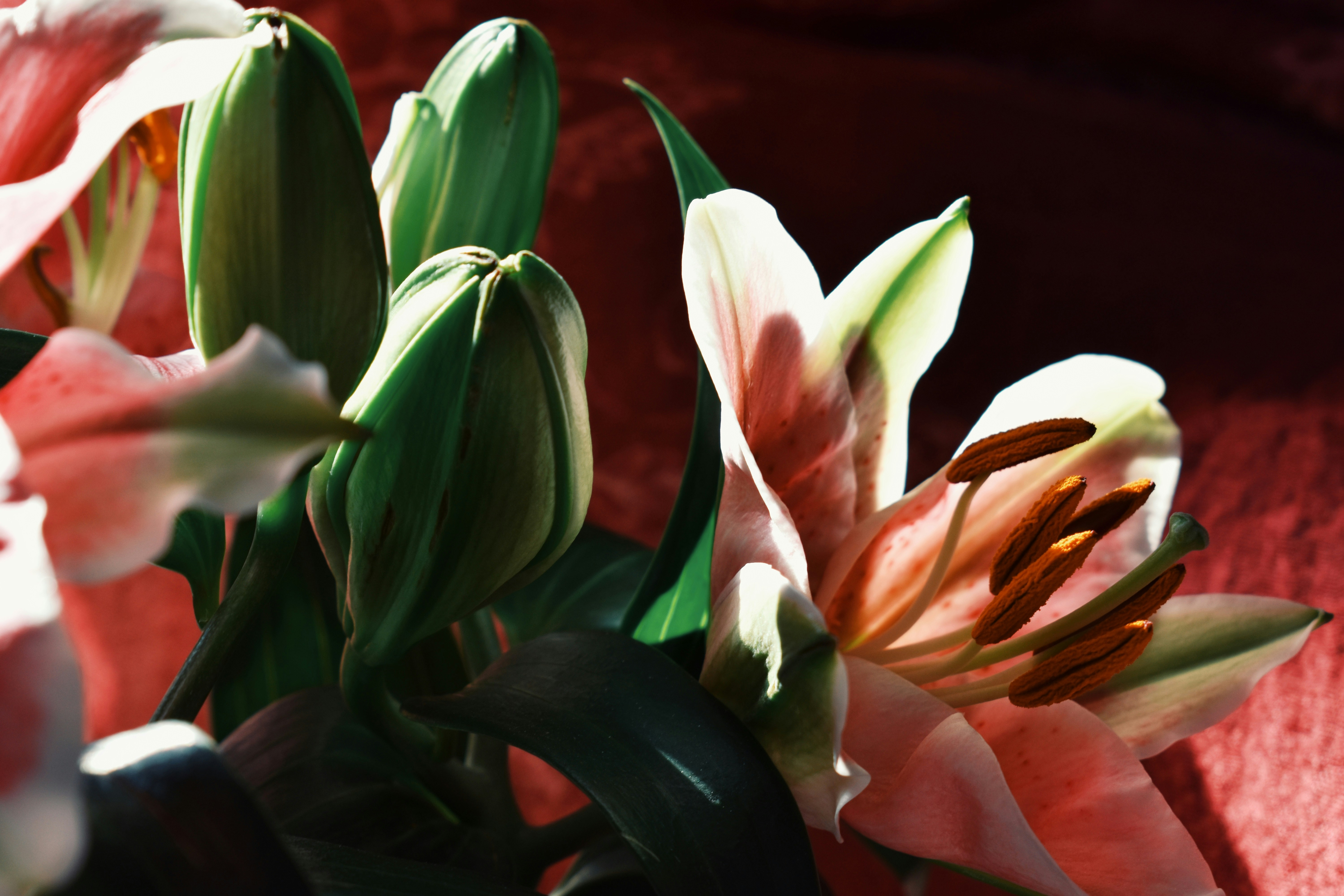 Photo by nisacokokumus