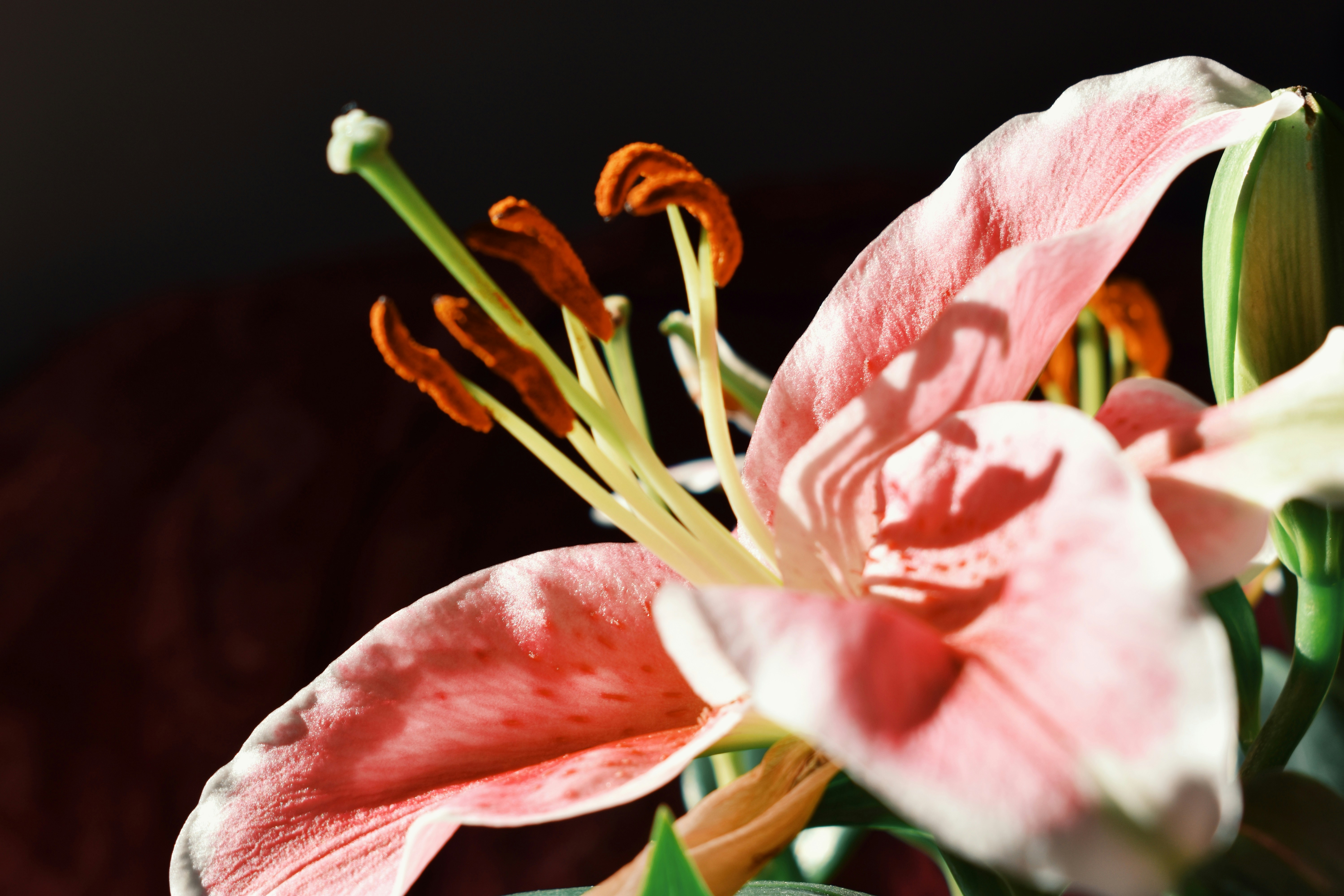 Photo by nisacokokumus