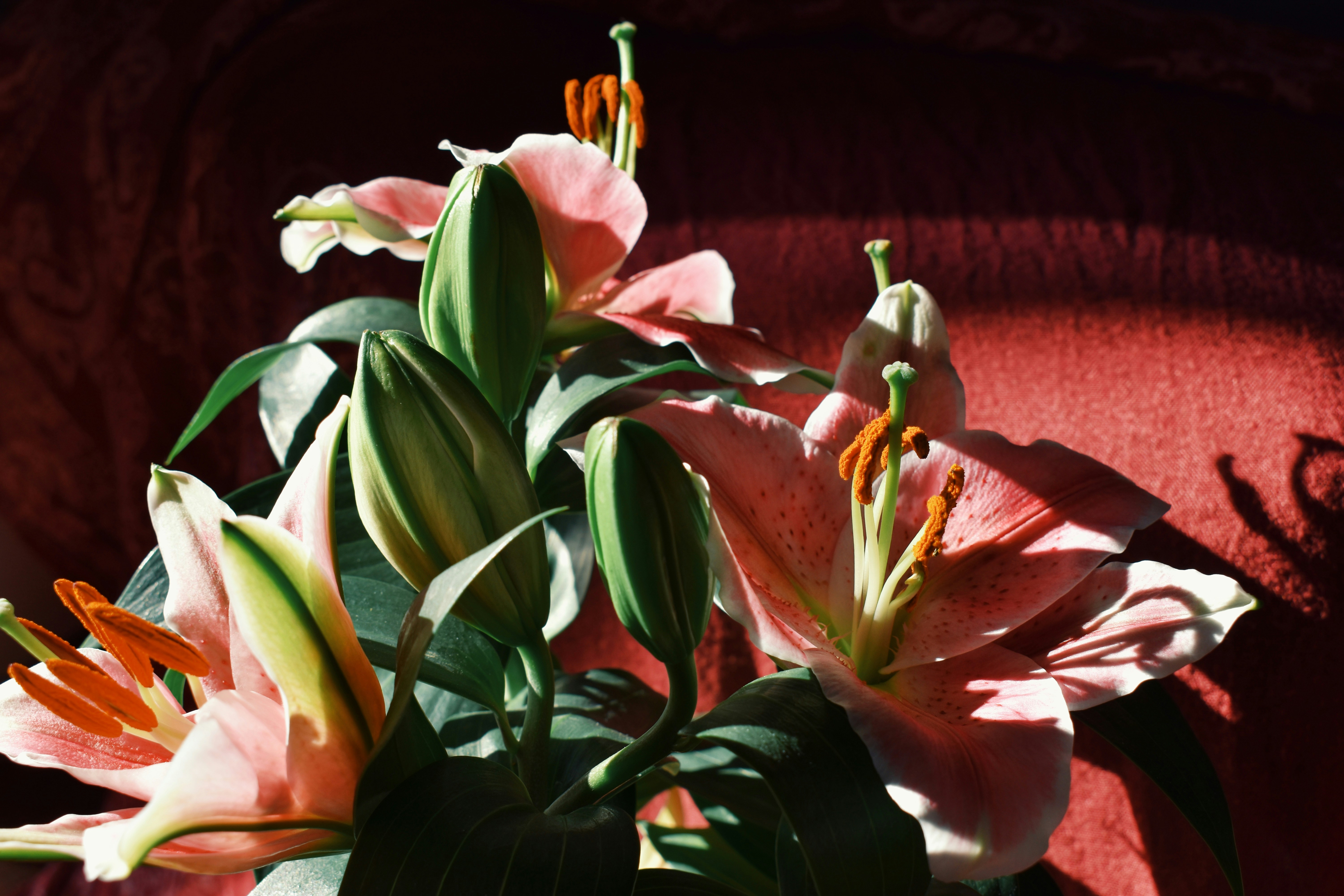 Photo by nisacokokumus