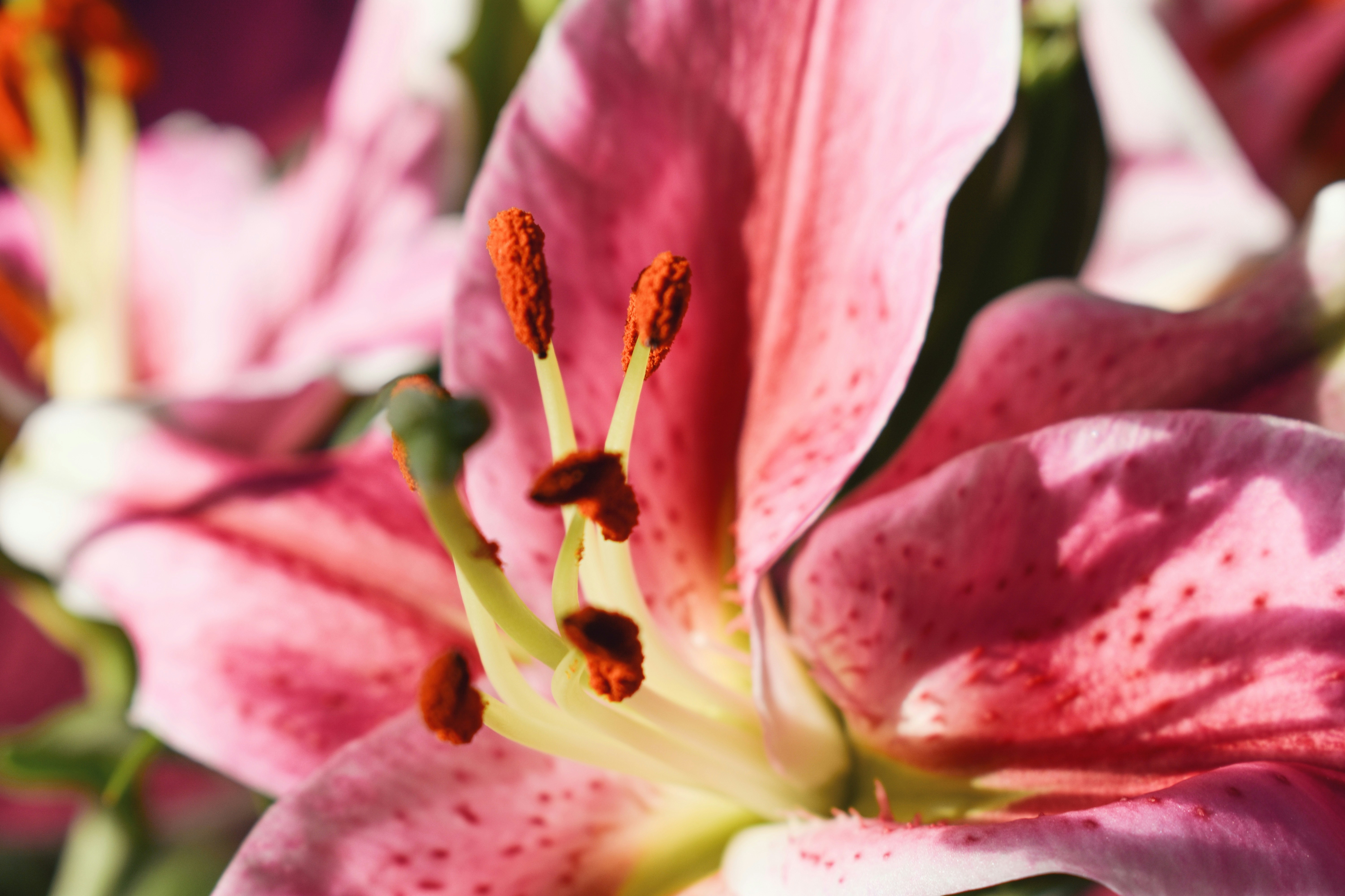 Photo by nisacokokumus