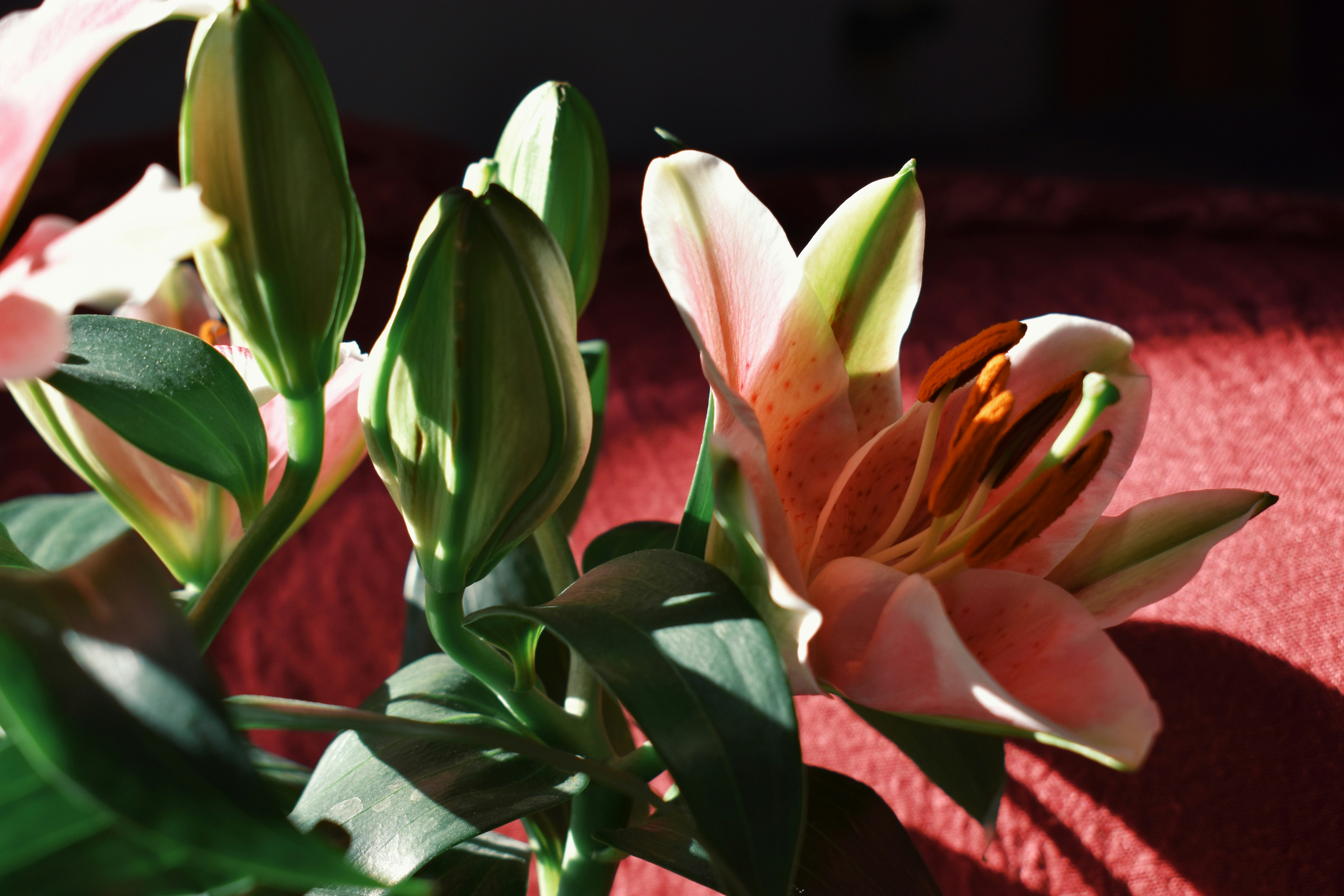 Photo by nisacokokumus