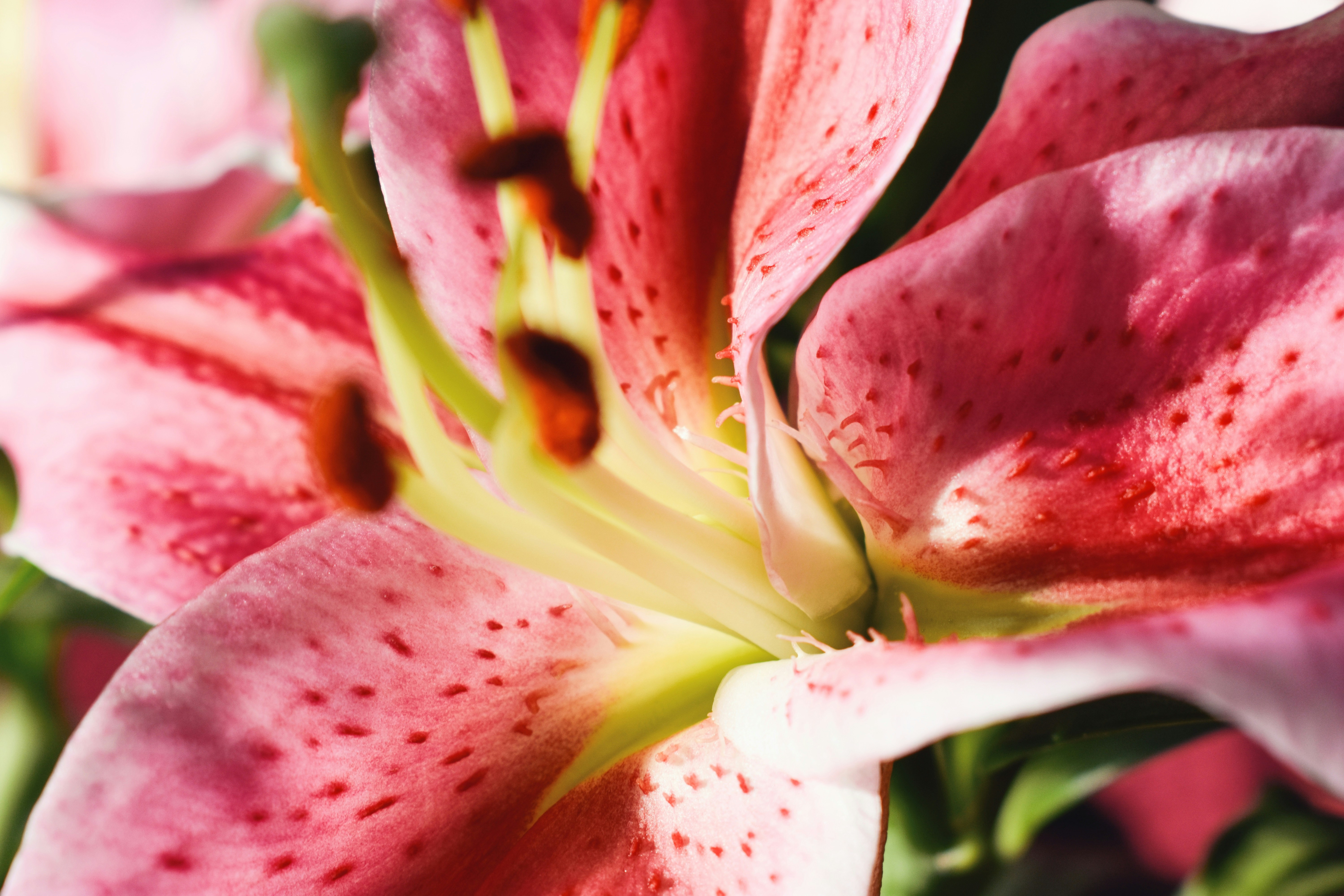 Photo by nisacokokumus