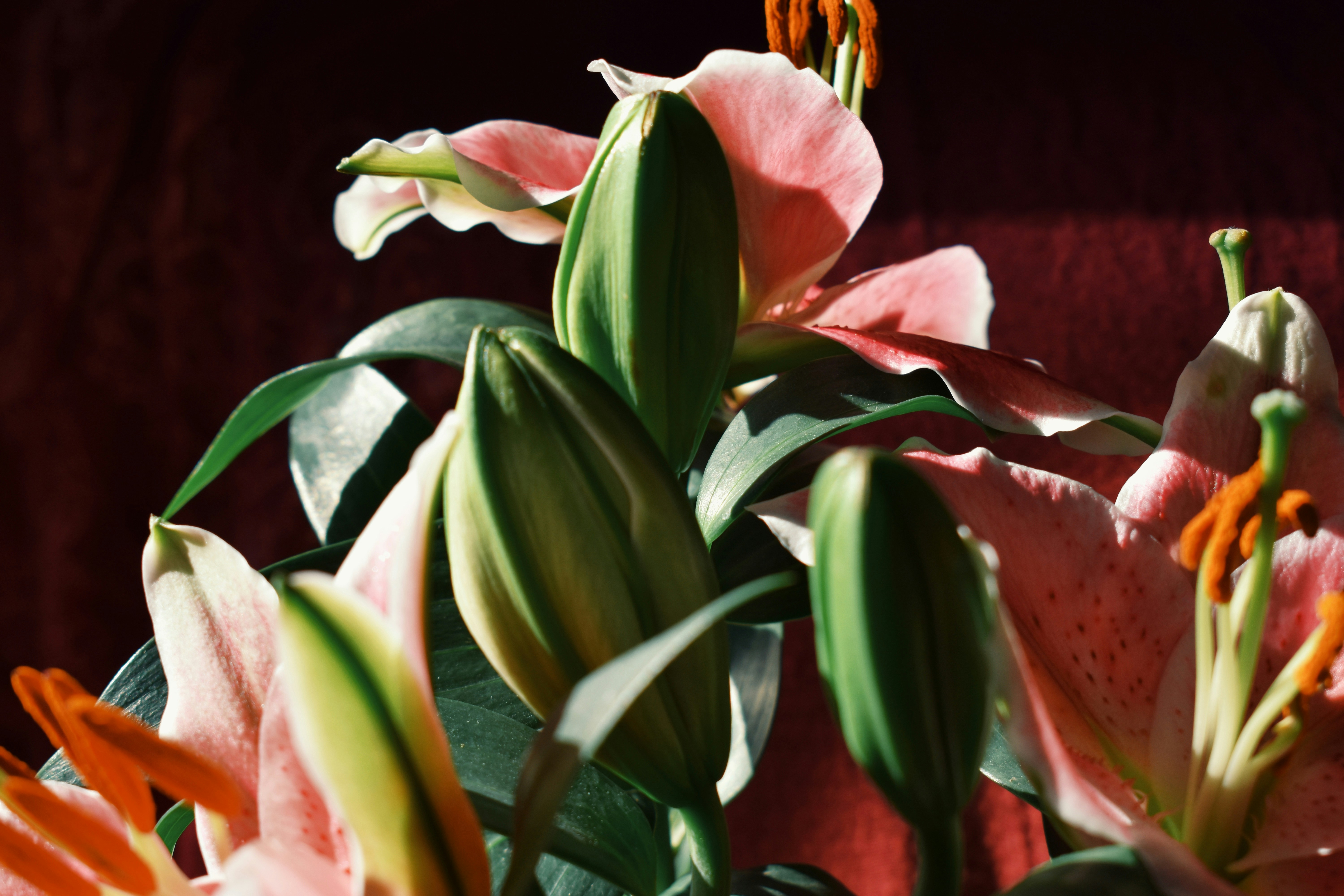 Photo by nisacokokumus