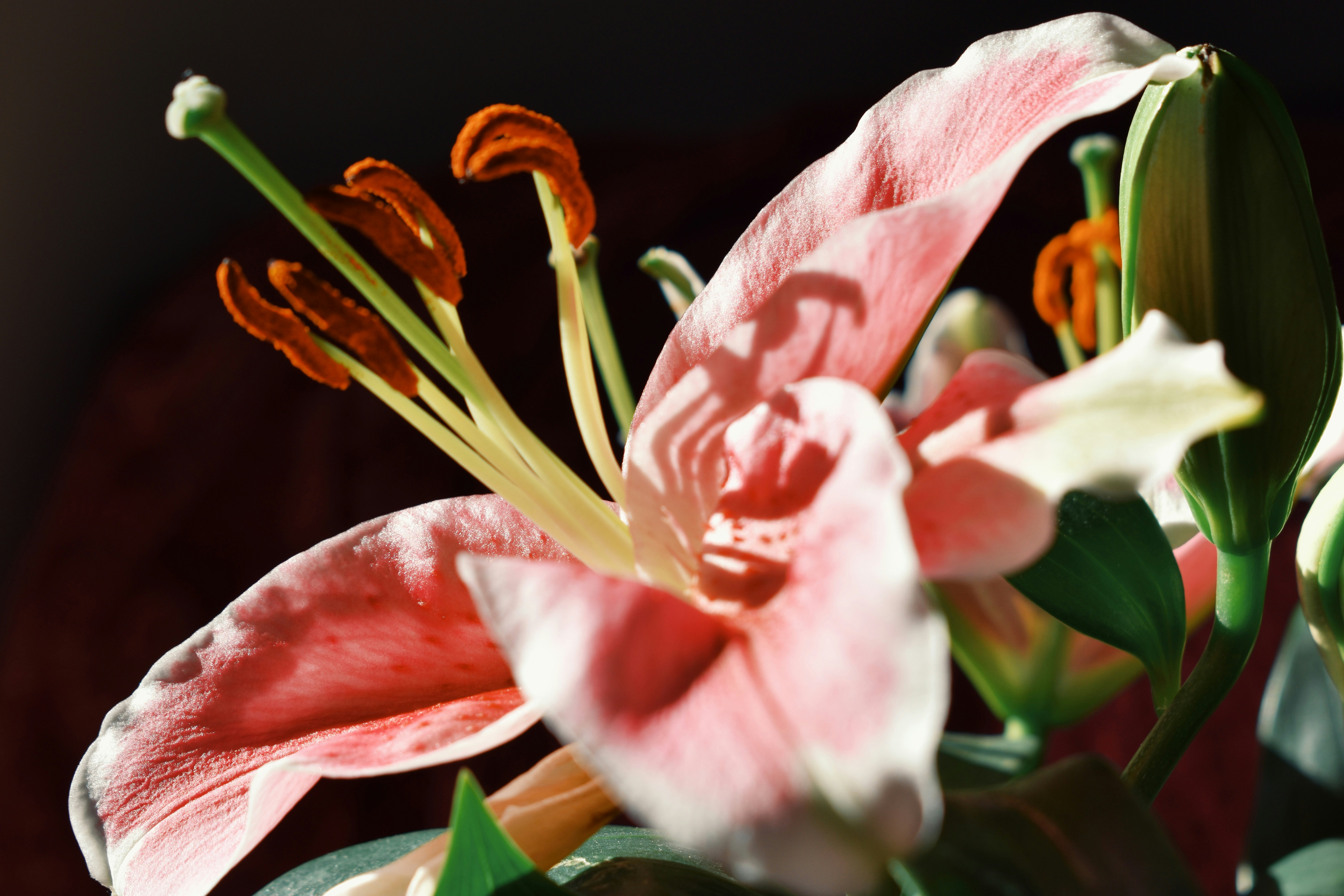 Photo by nisacokokumus